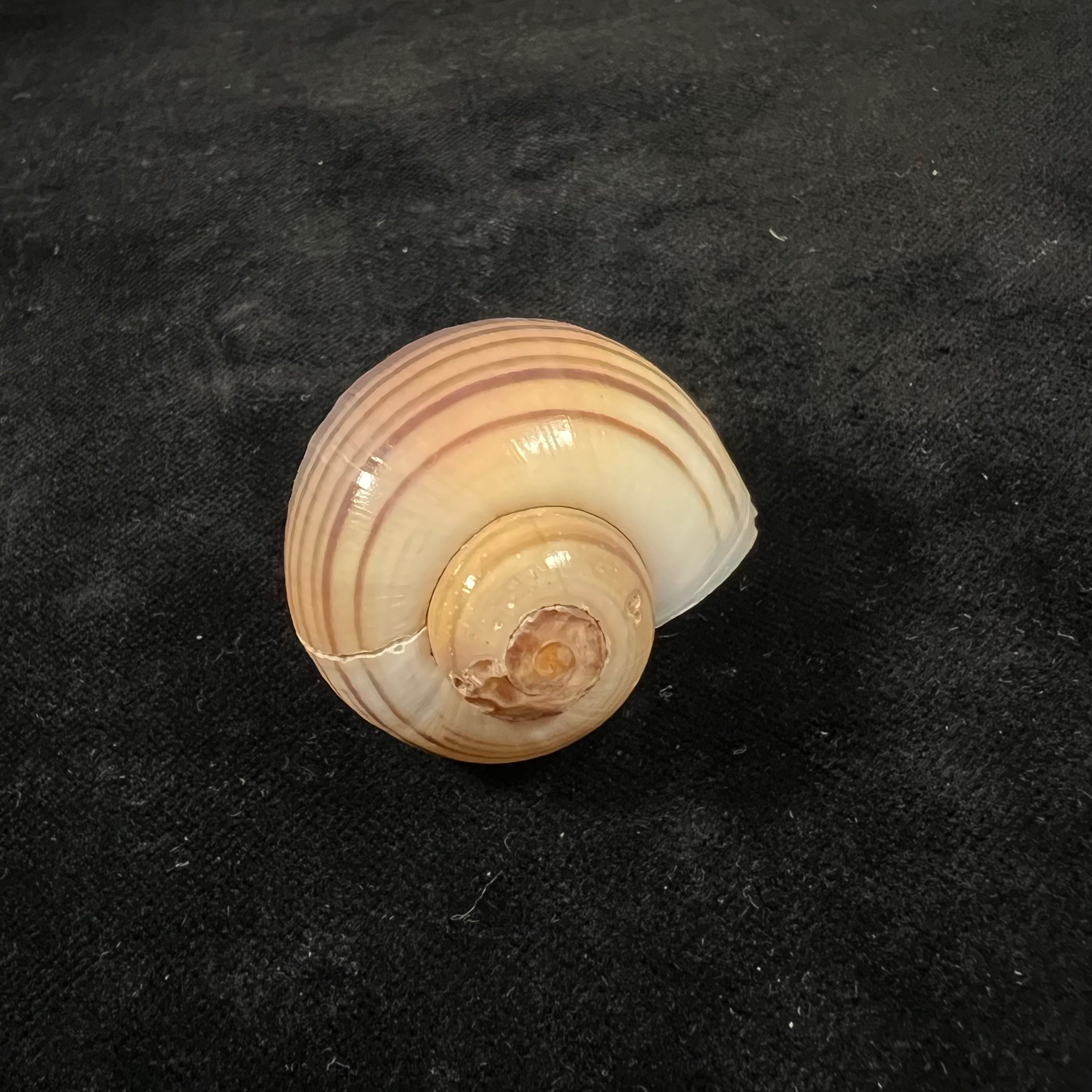 Pomacea pernambucensis (Reeve, 1856) - 44,6毫米