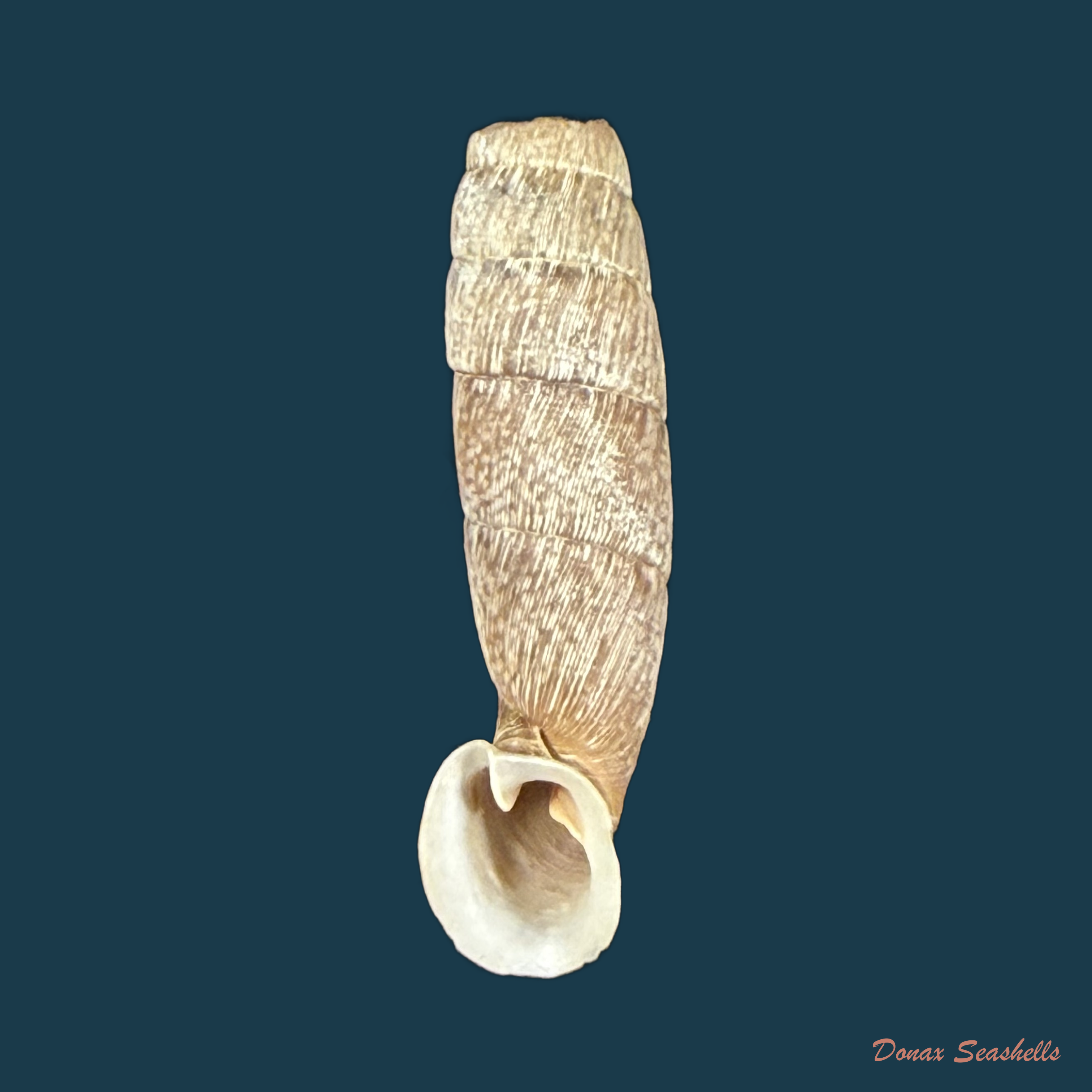 Cylindronenia canescens (Poliński, 1922) - 25,9mm