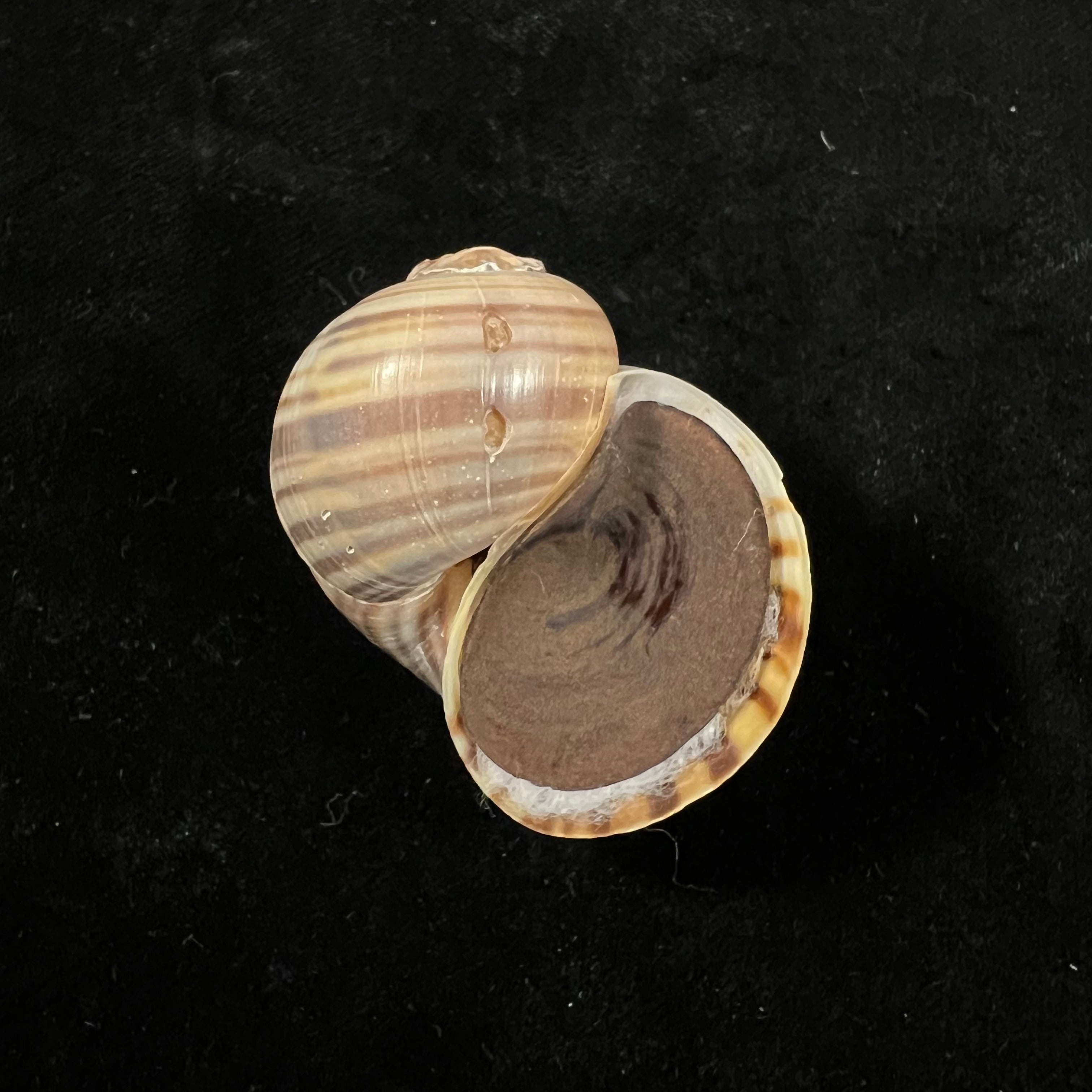Pomacea pernambucensis (Reeve, 1856) - 44,6毫米