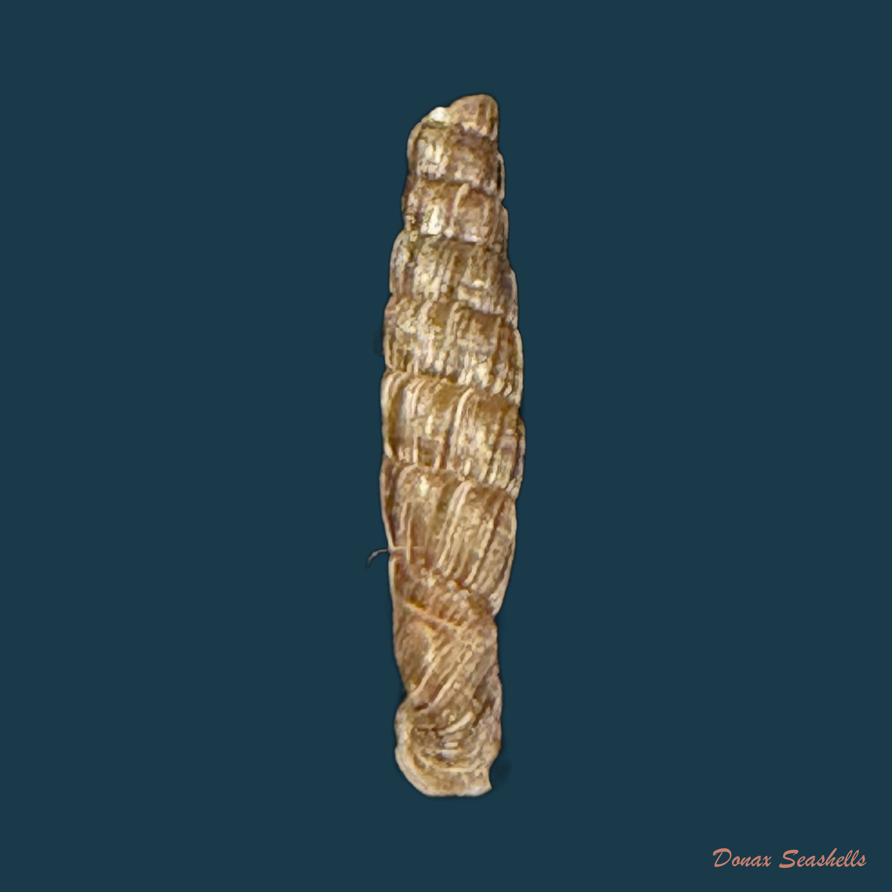 Gracilinenia filocostulata (Lubomirski, 1879) - 18mm