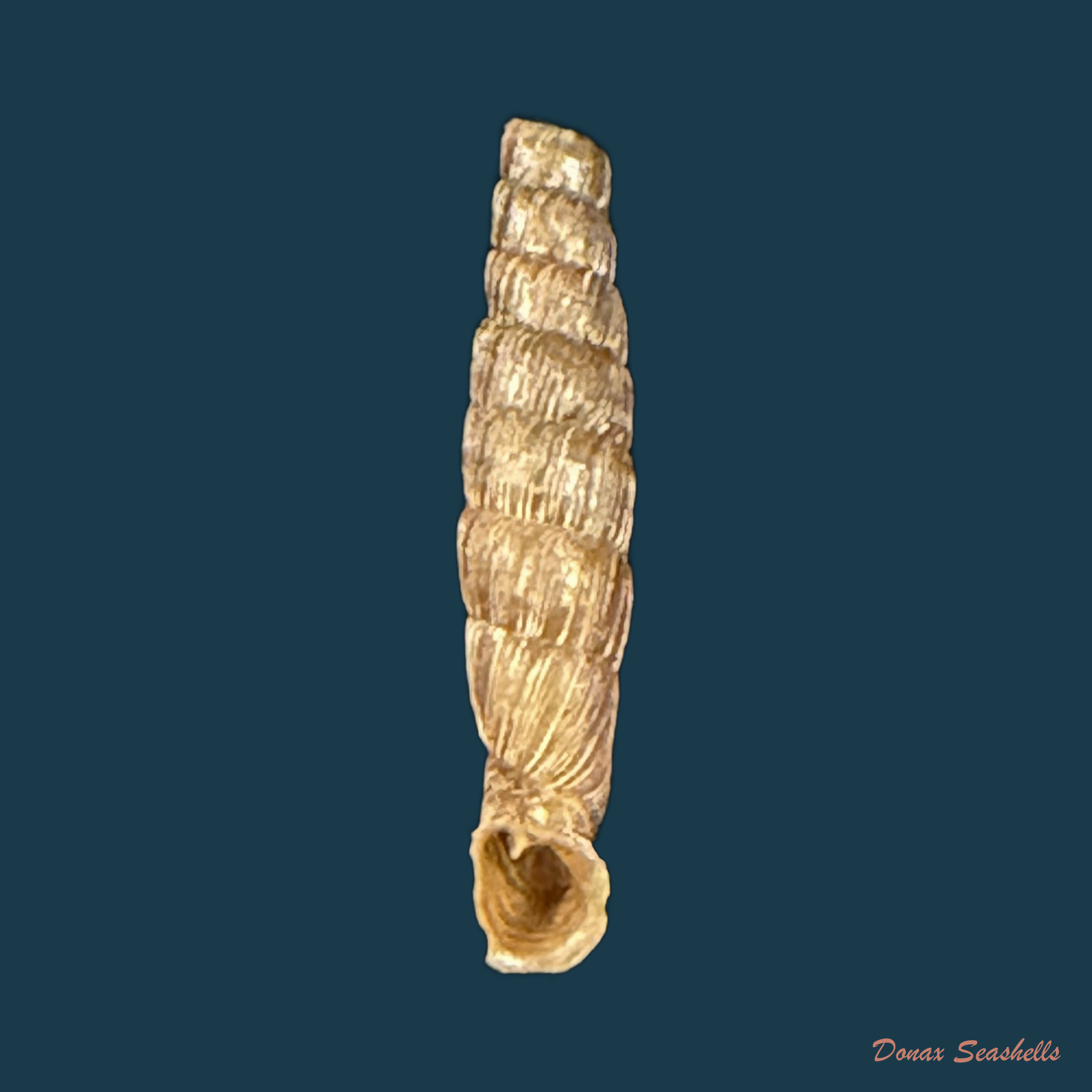 Gracilinenia filocostulata (Lubomirski, 1879) - 18mm