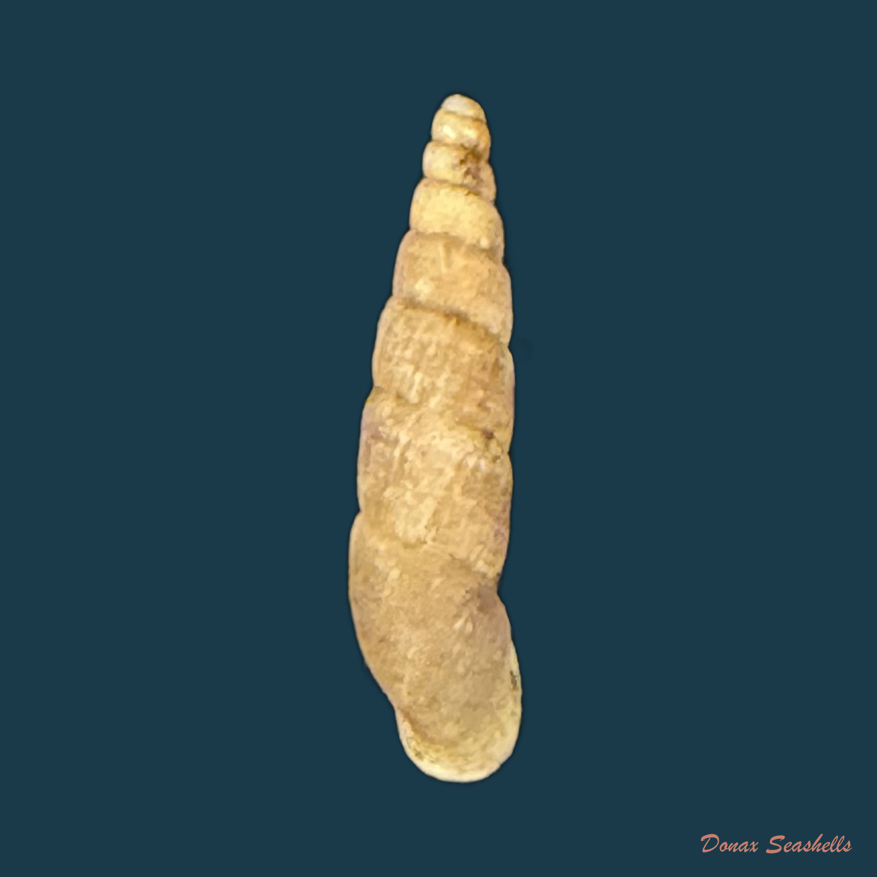 Temesa clausilioides (Reeve, 1849) - 13,7mm