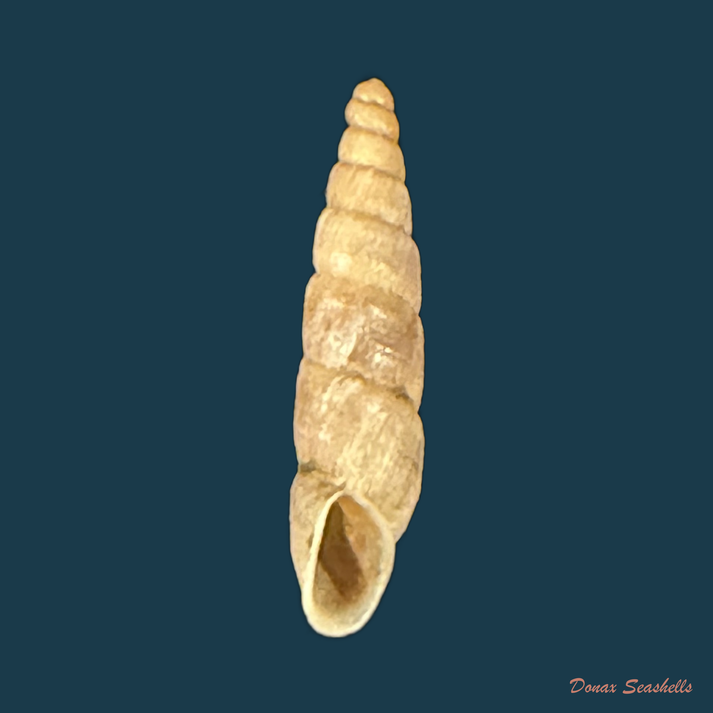 Temesa clausilioides (Reeve, 1849) - 13,7mm