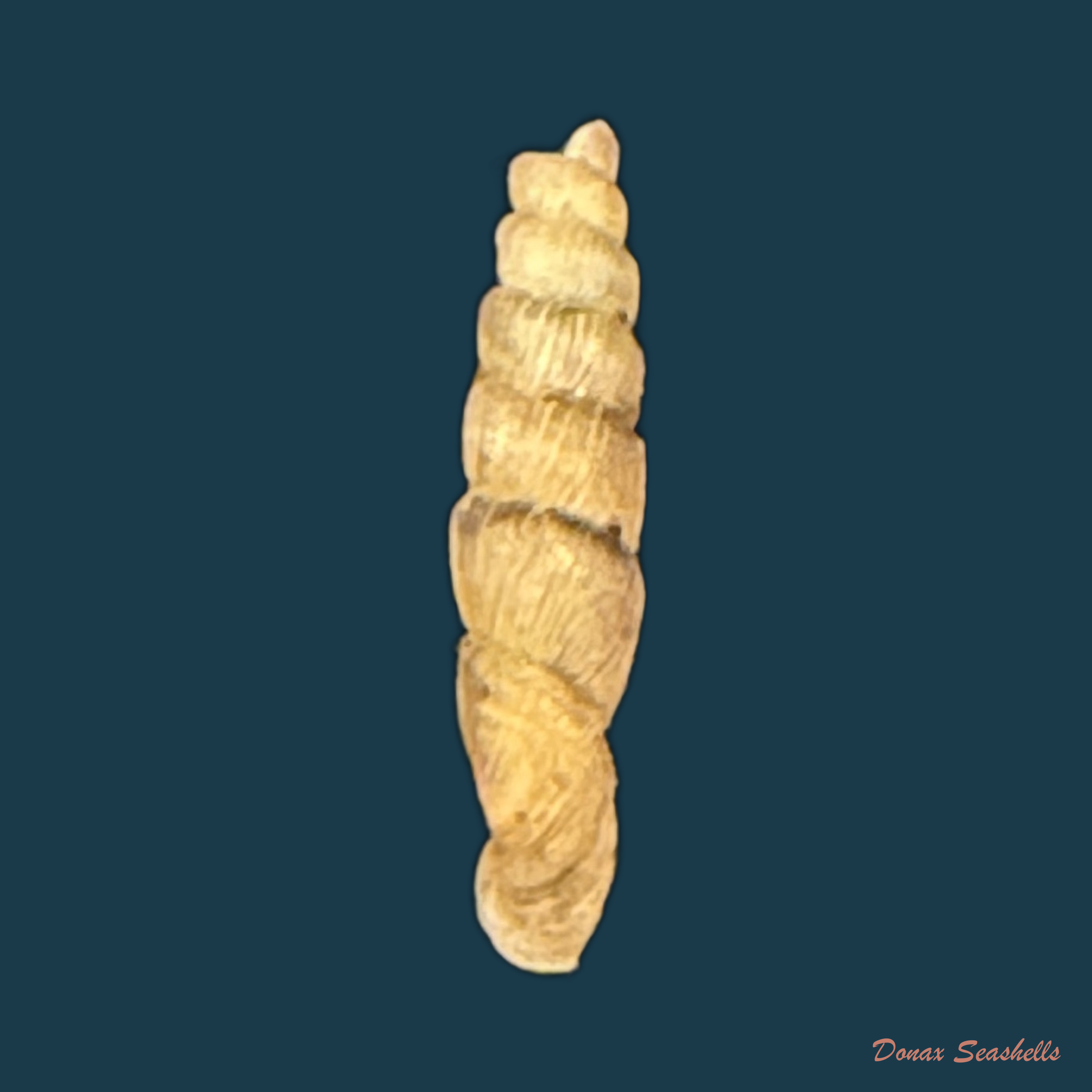 Pseudogracilinenia huallagana (Pilsbry, 1949) - 11,2mm