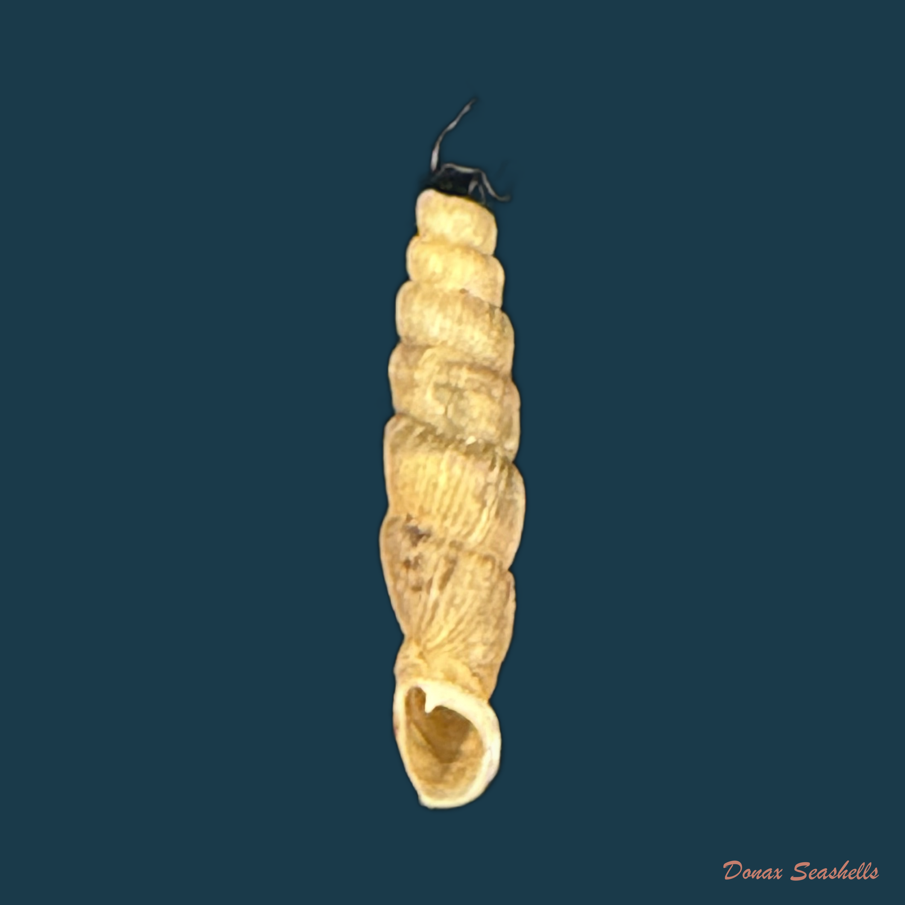 Pseudogracilinenia huallagana (Pilsbry, 1949) - 11,2mm