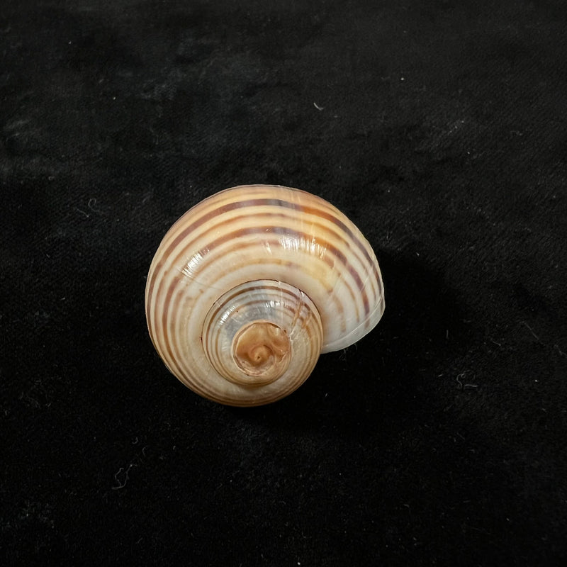 Pomacea pernambucensis (Reeve, 1856) - 37,9mm