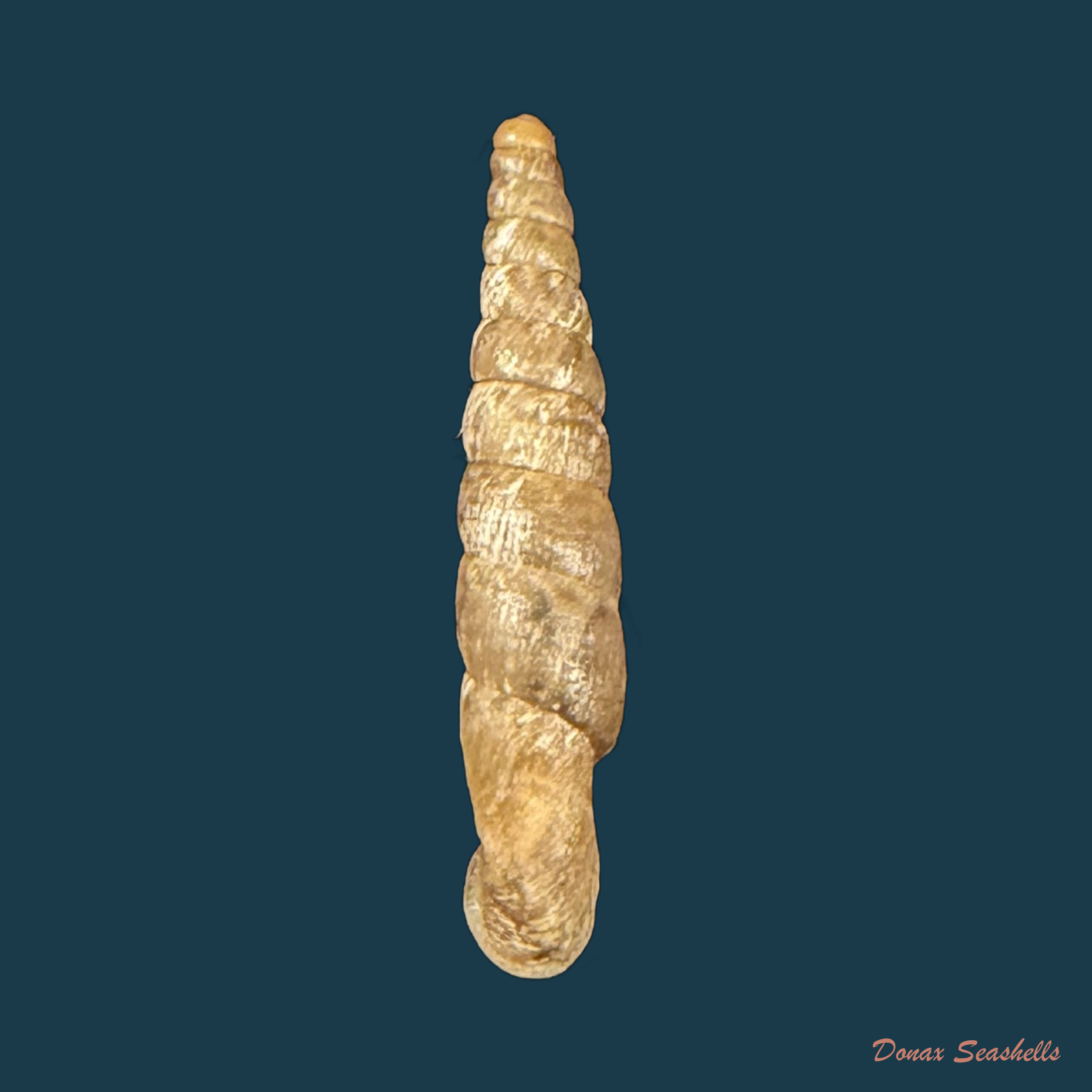 Incaglaia pampasensis (Pilsbry, 1910) - 15mm
