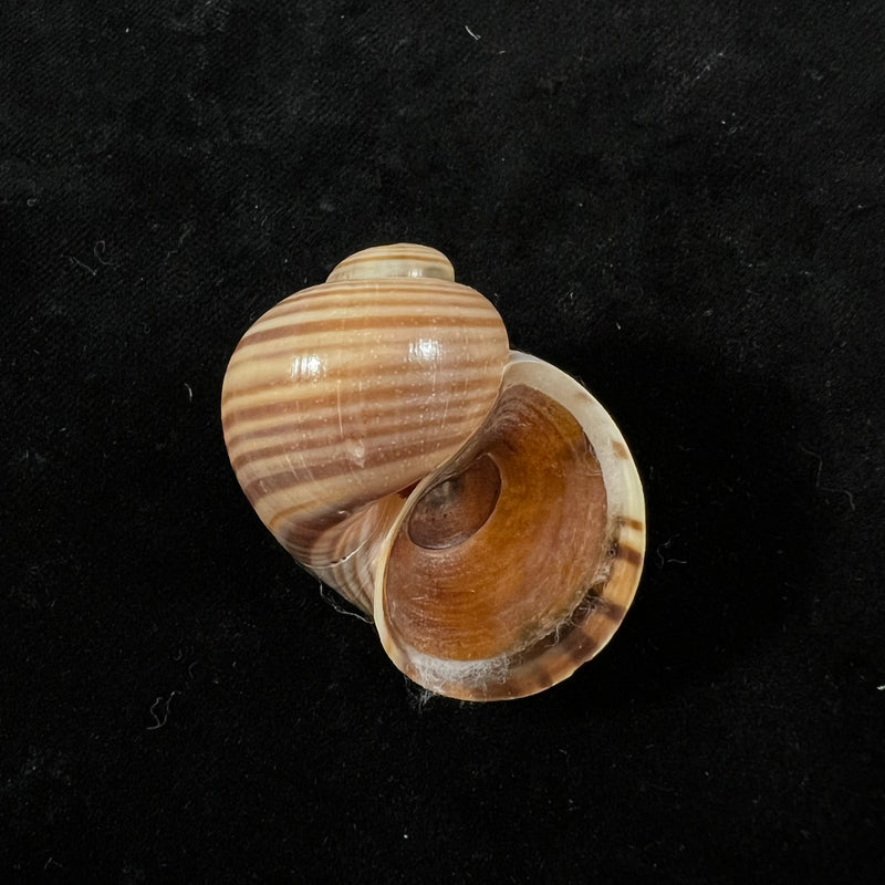 Pomacea pernambucensis (Reeve, 1856) - 37,9mm