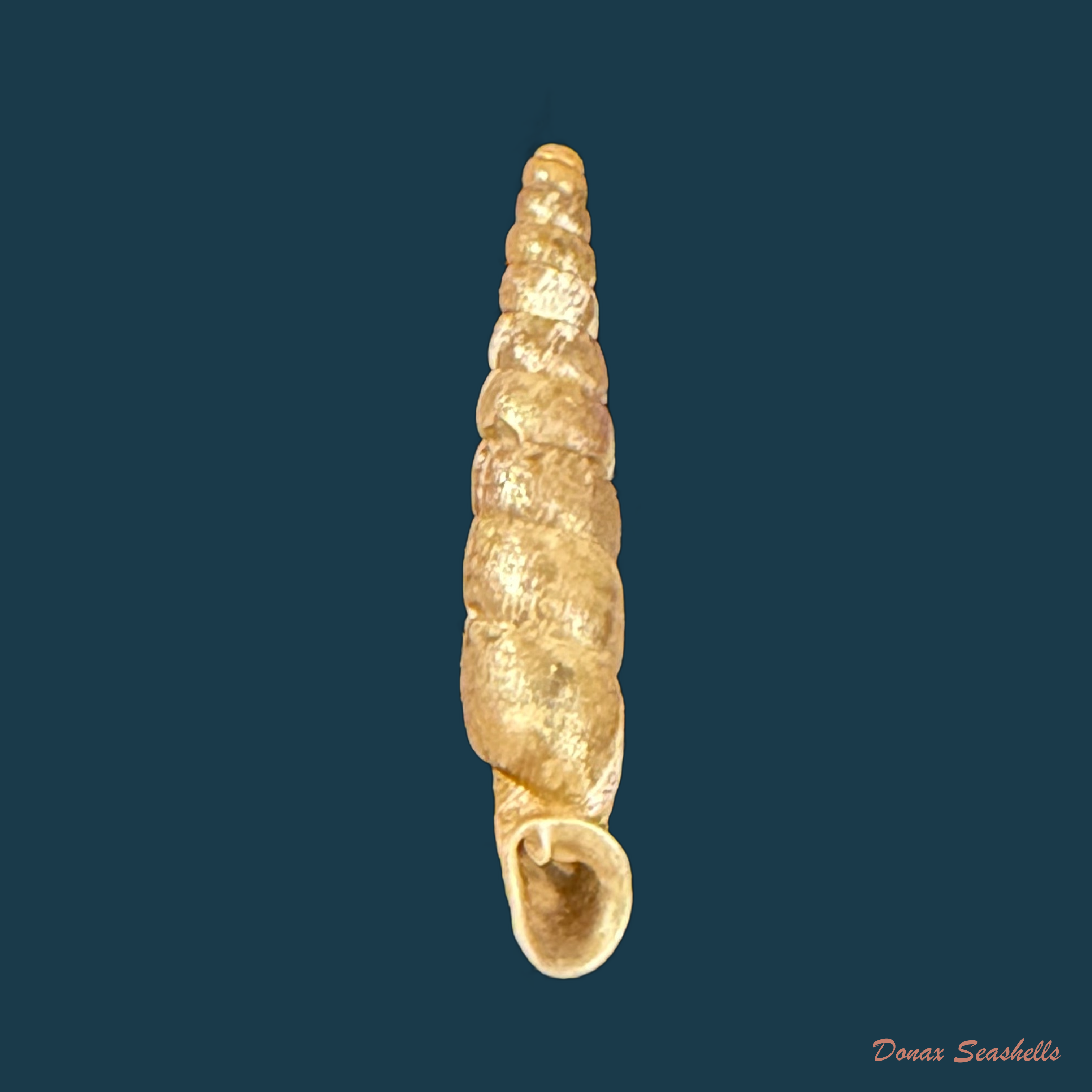 Incaglaia pampasensis (Pilsbry, 1910) - 15mm