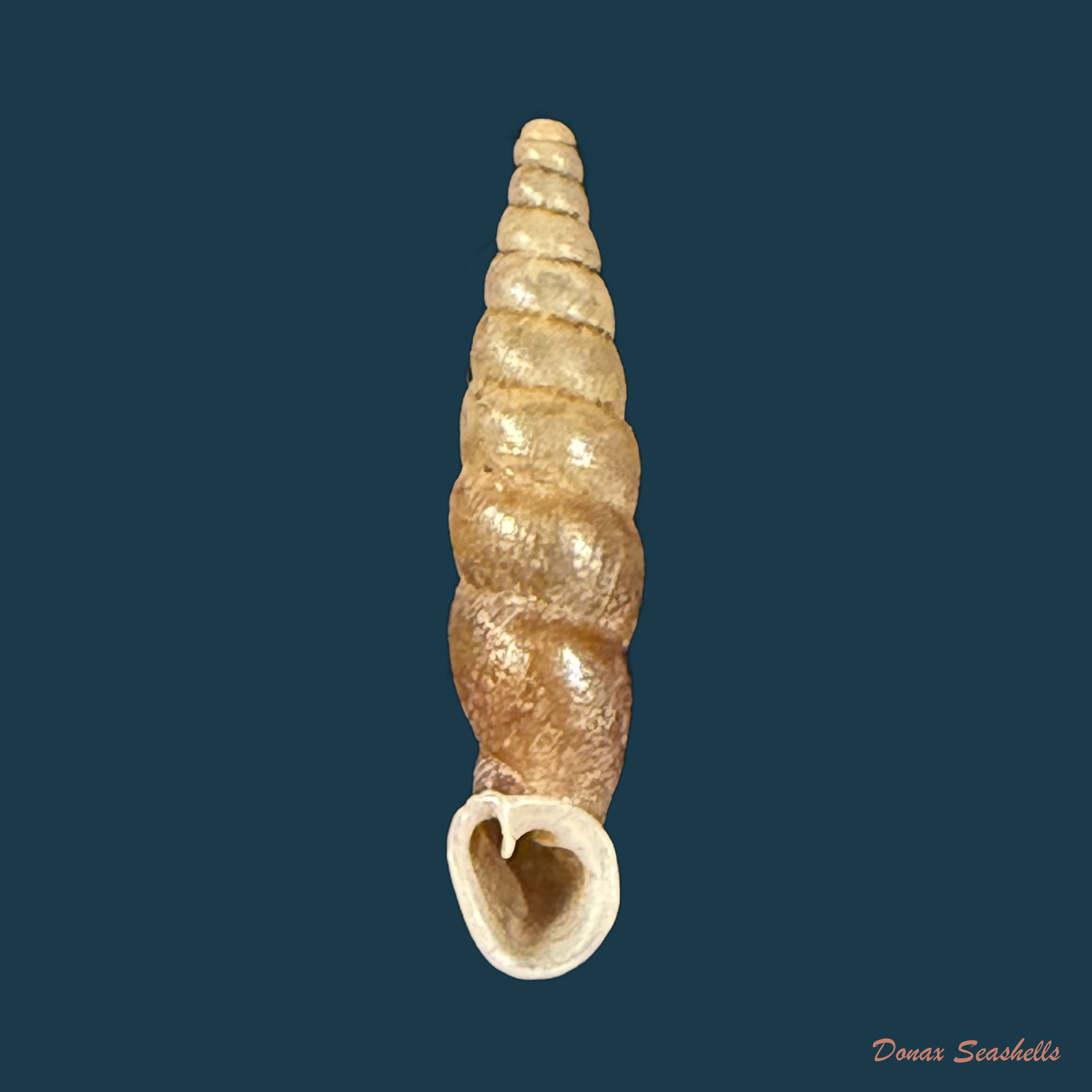 Incaglaia angrandi variegata H. Nordsieck, 2010 - 16,5mm