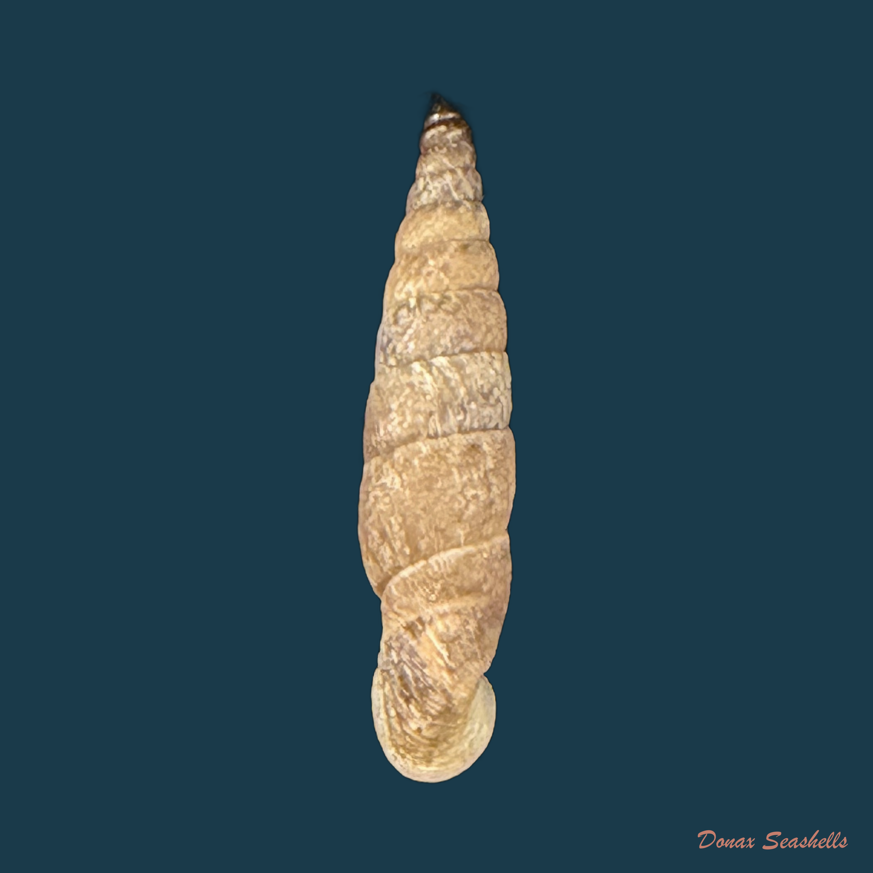 Incaglaia dextroversa (Pilsbry, 1949) - 16,1mm