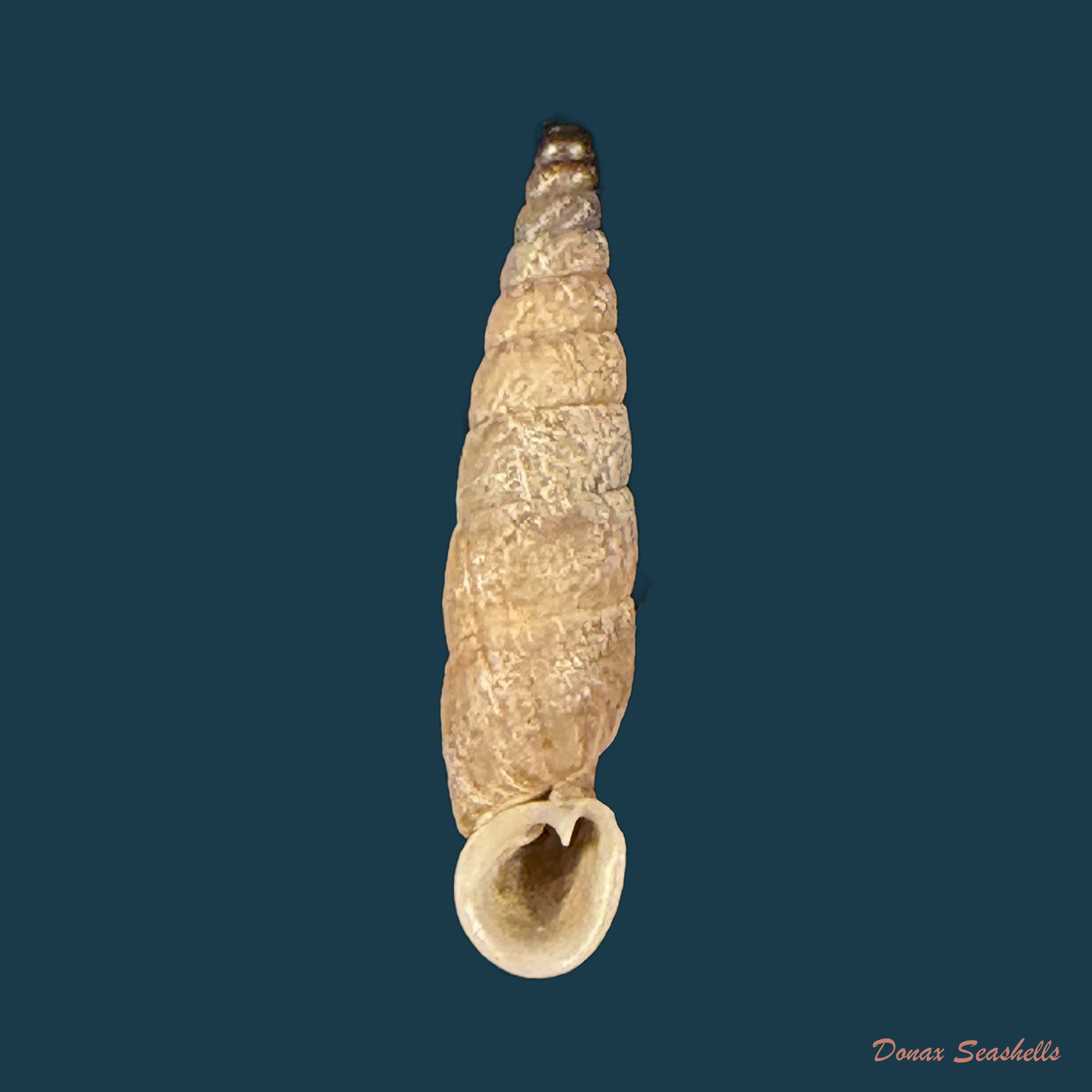 Incaglaia dextroversa (Pilsbry, 1949) - 16,1mm