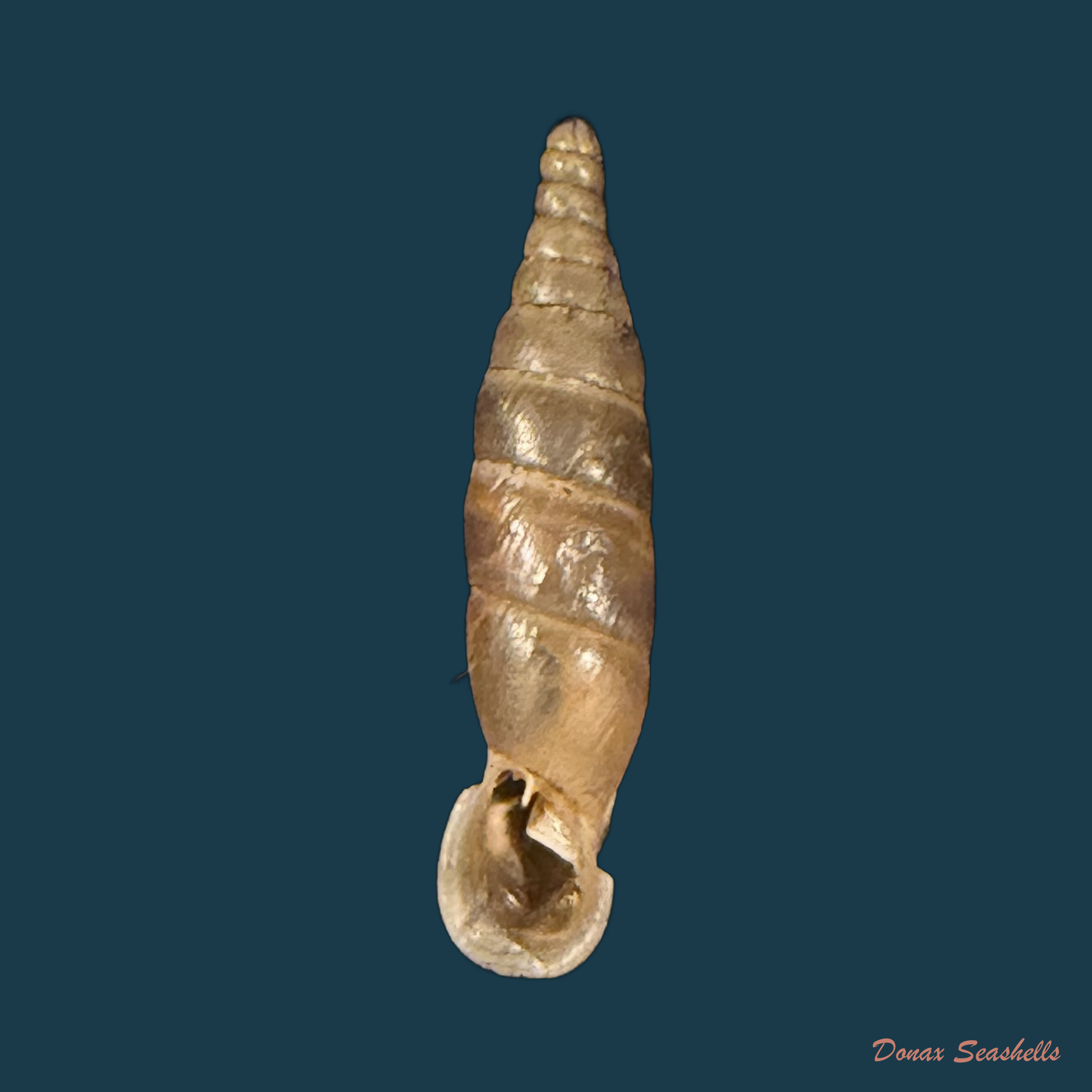 Carinigera stussineri (O. Boettger, 1885) - 19,4mm
