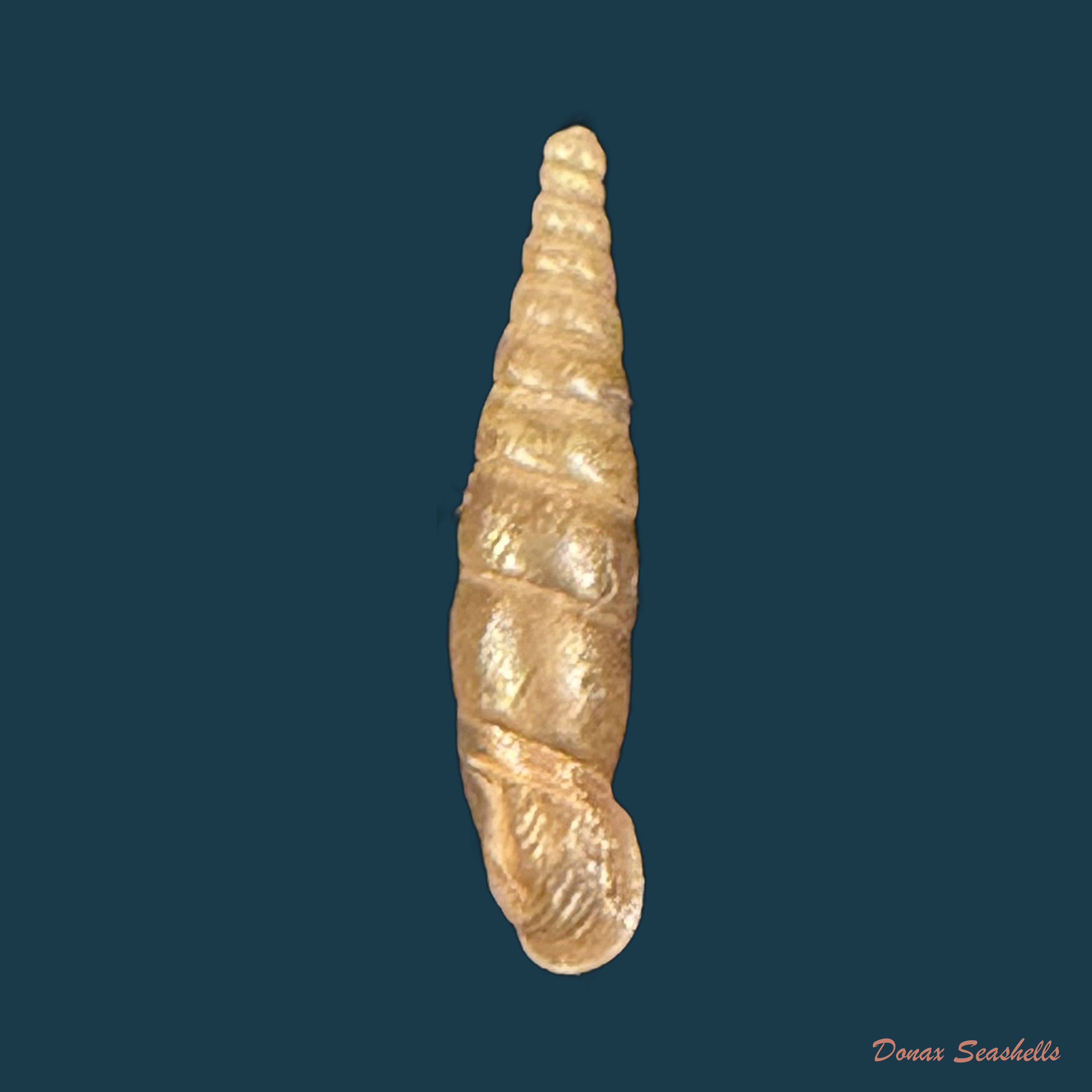 Carinigera buresi buresi (A. J. Wagner, 1928) - 12,8mm