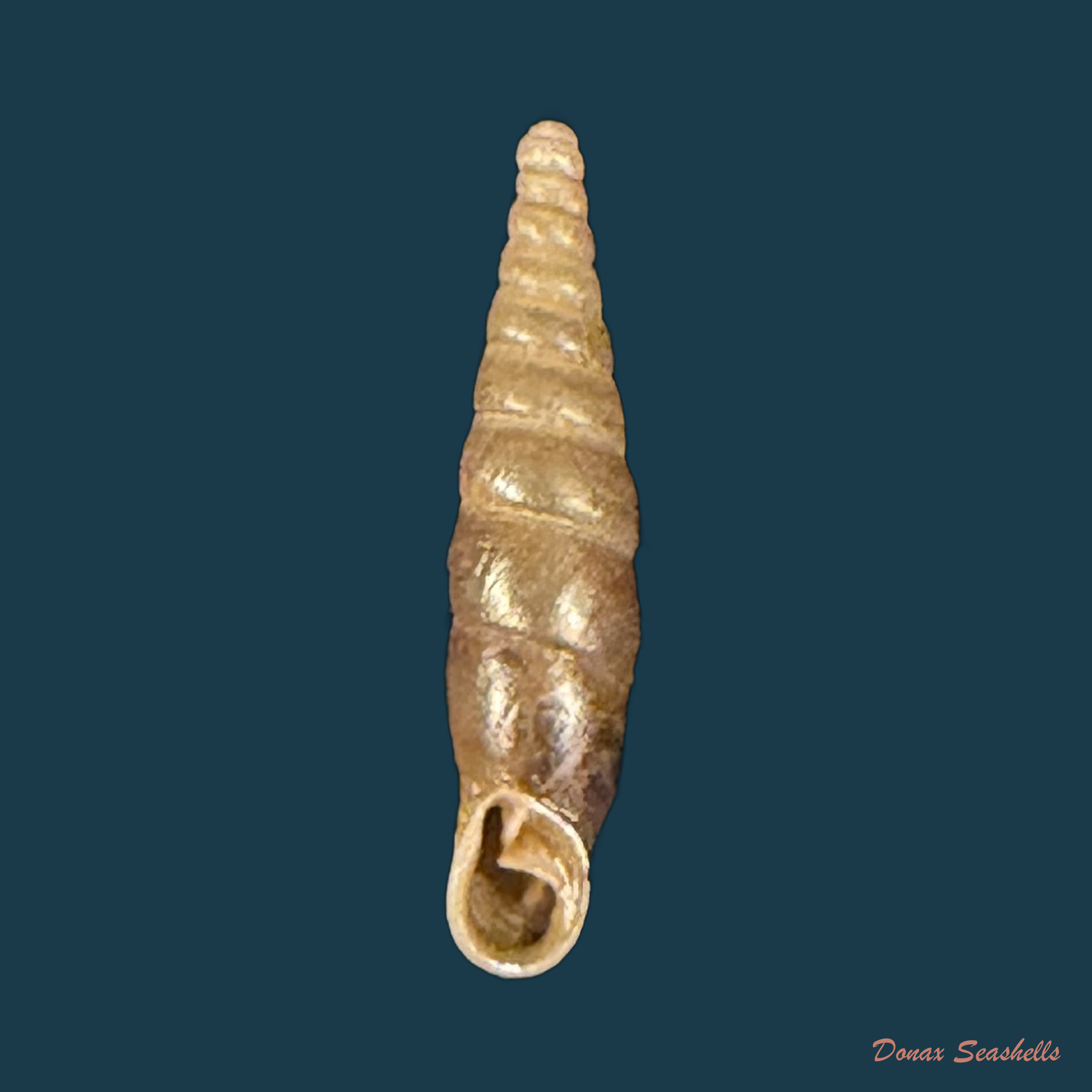 Carinigera buresi buresi (A. J. Wagner, 1928) - 12,8mm