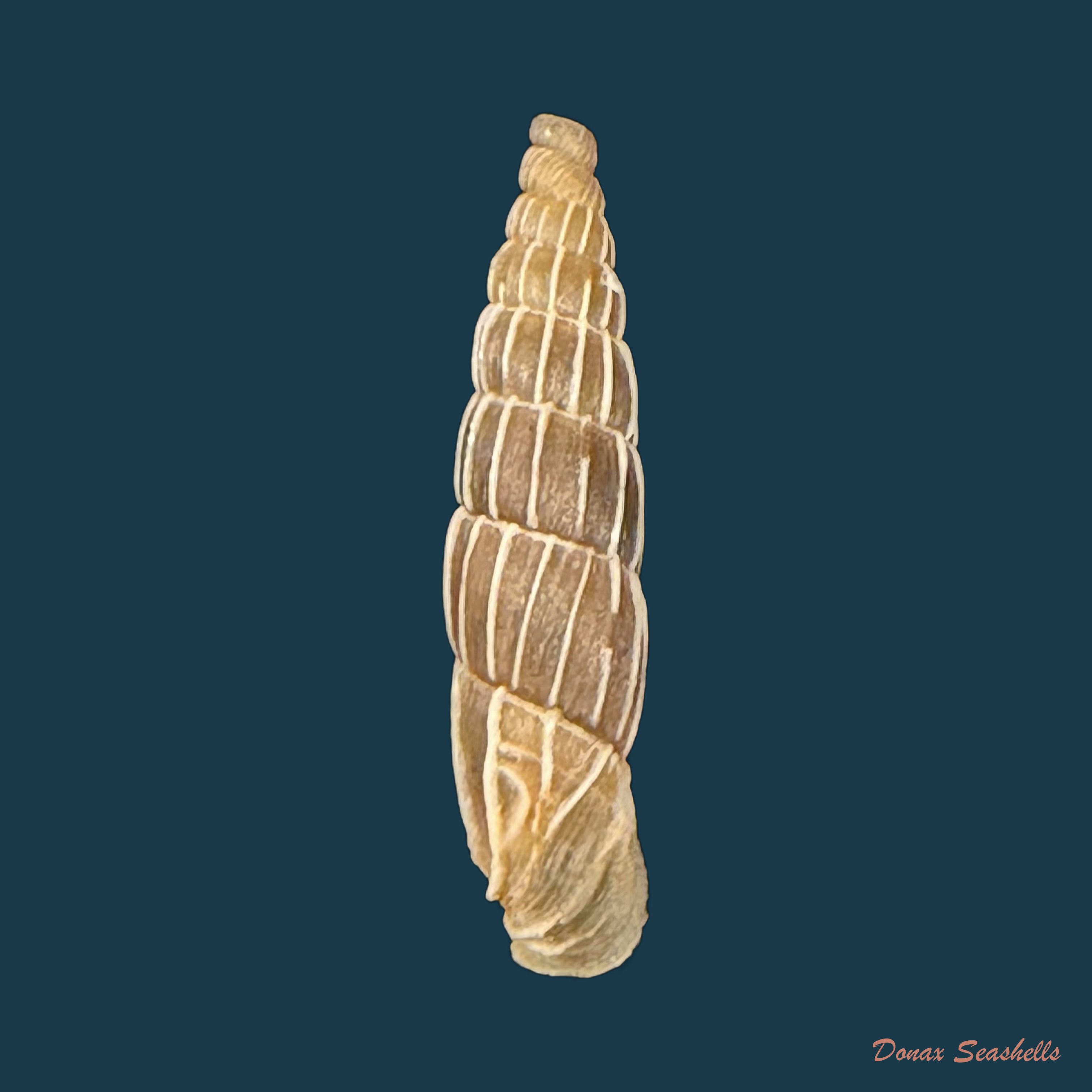 Carinigera superba H. Nordsieck, 1977  - 17,1mm