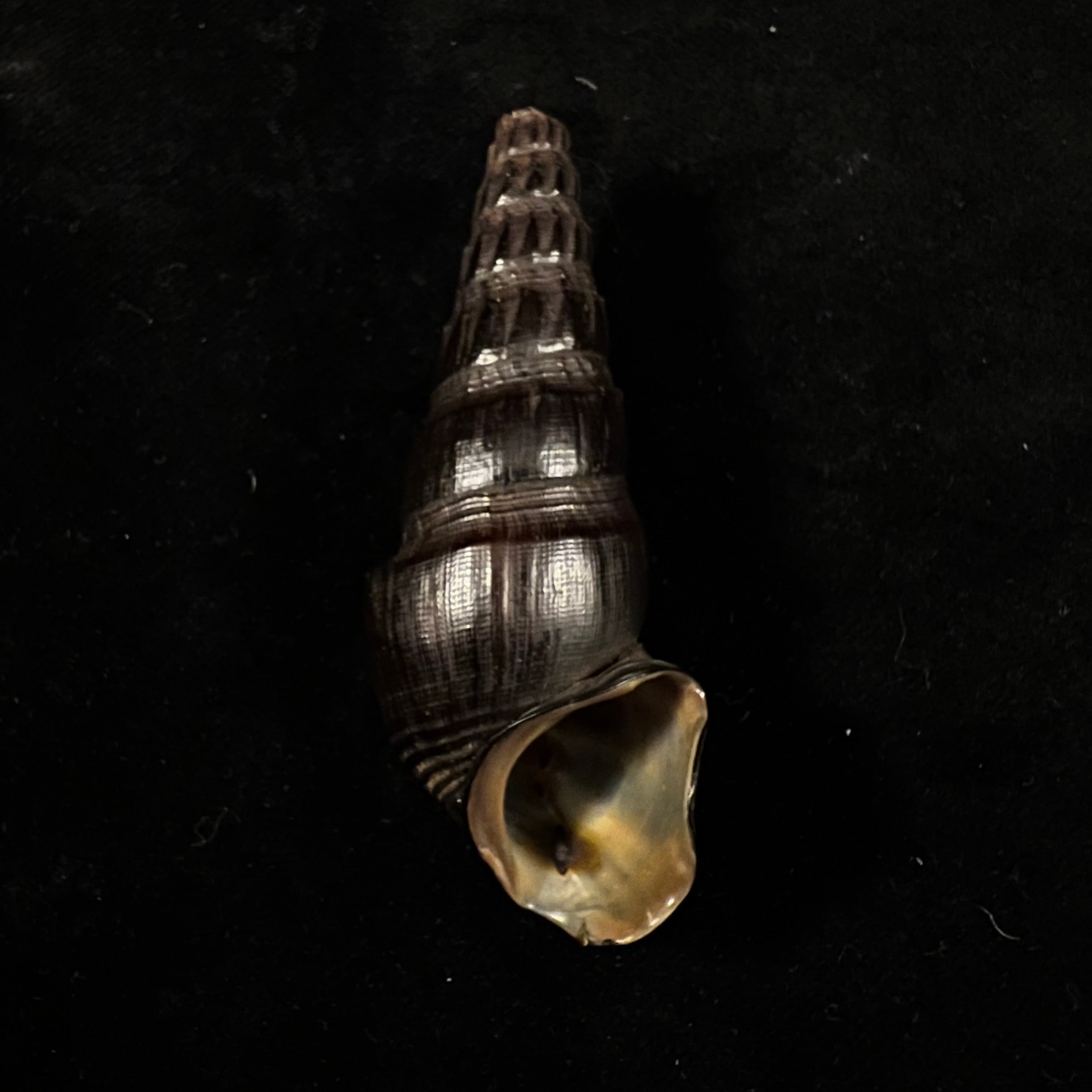 Pirena madagascariensis Lamarck, 1816 - 68,5mm