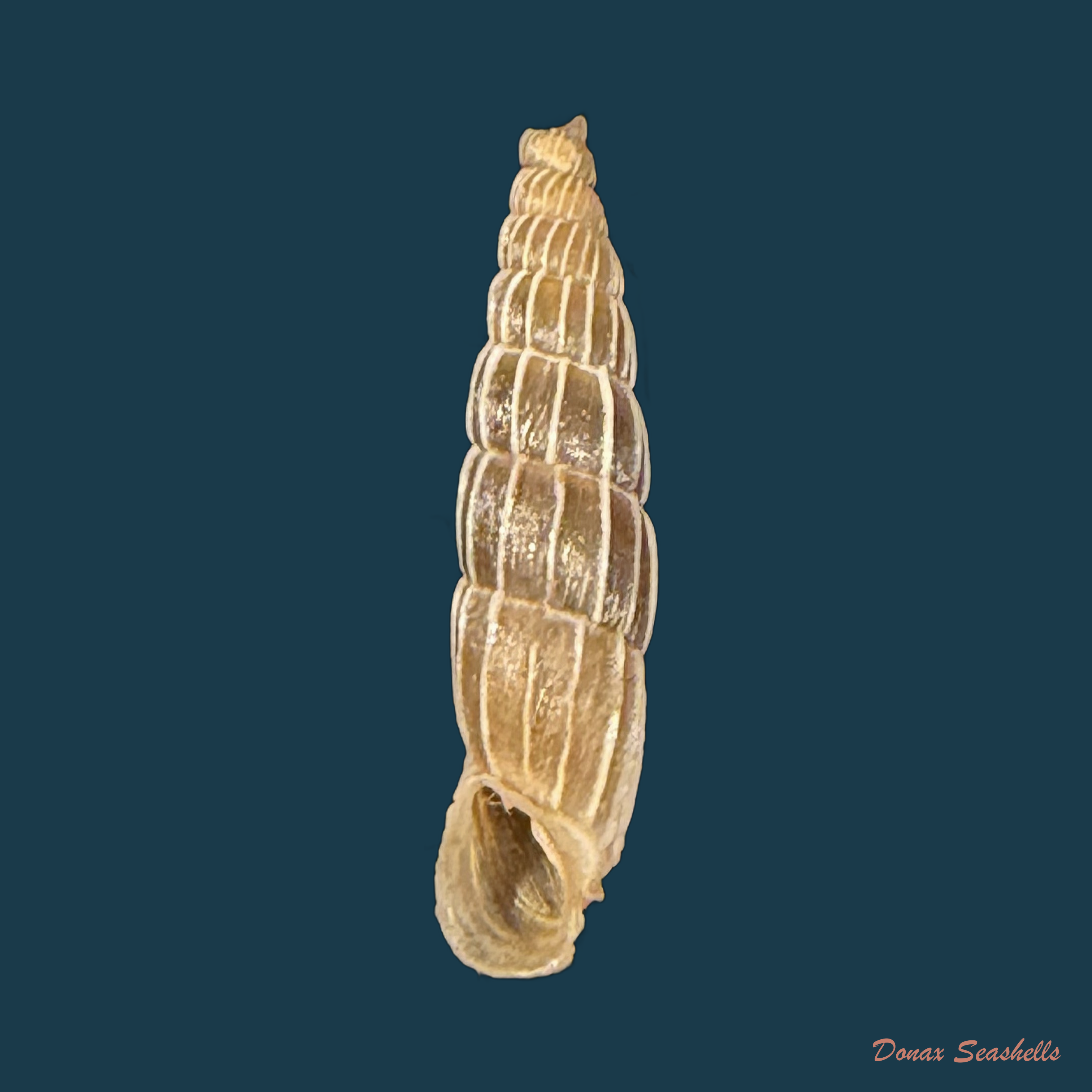 Carinigera superba H. Nordsieck, 1977  - 17,1mm