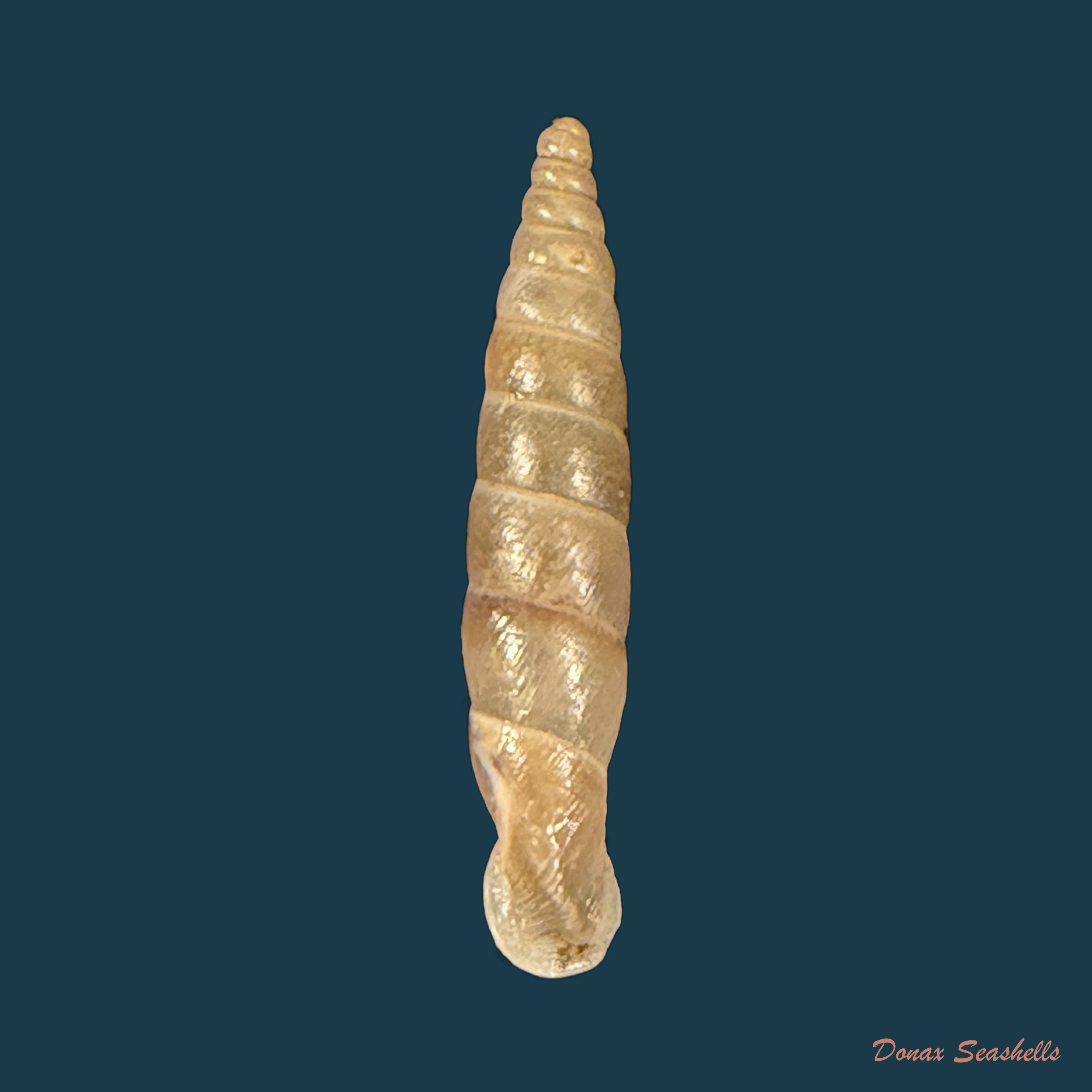 Carinigera lophauchena (Sturany, 1894) - 21mm