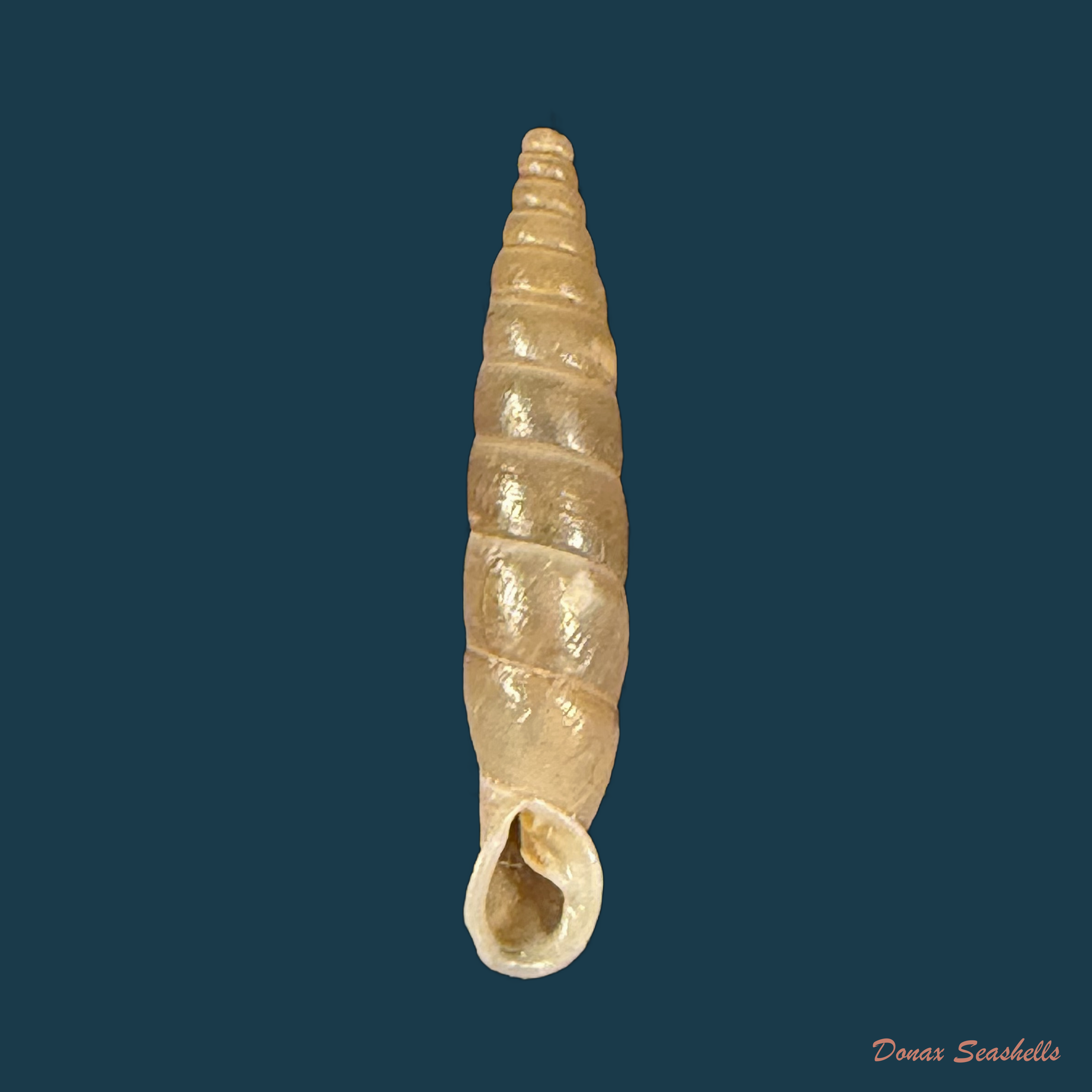 Carinigera lophauchena (Sturany, 1894) - 21mm