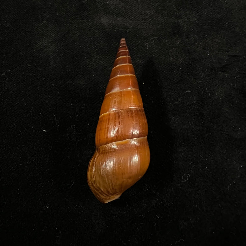 Pirena bicarinata (Grateloup, 1840) - 53,5mm