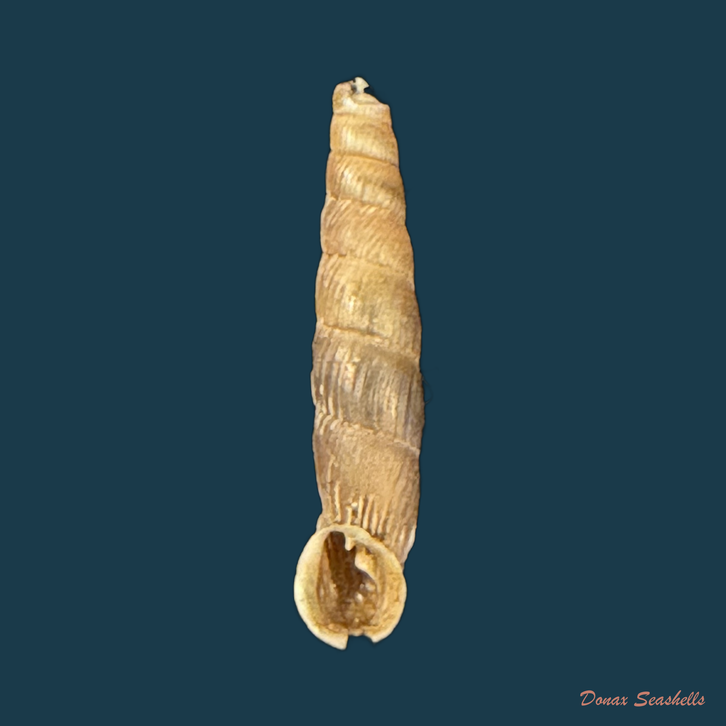 Carinigera albicosta (O. Boettger, 1877)- 19,1mm
