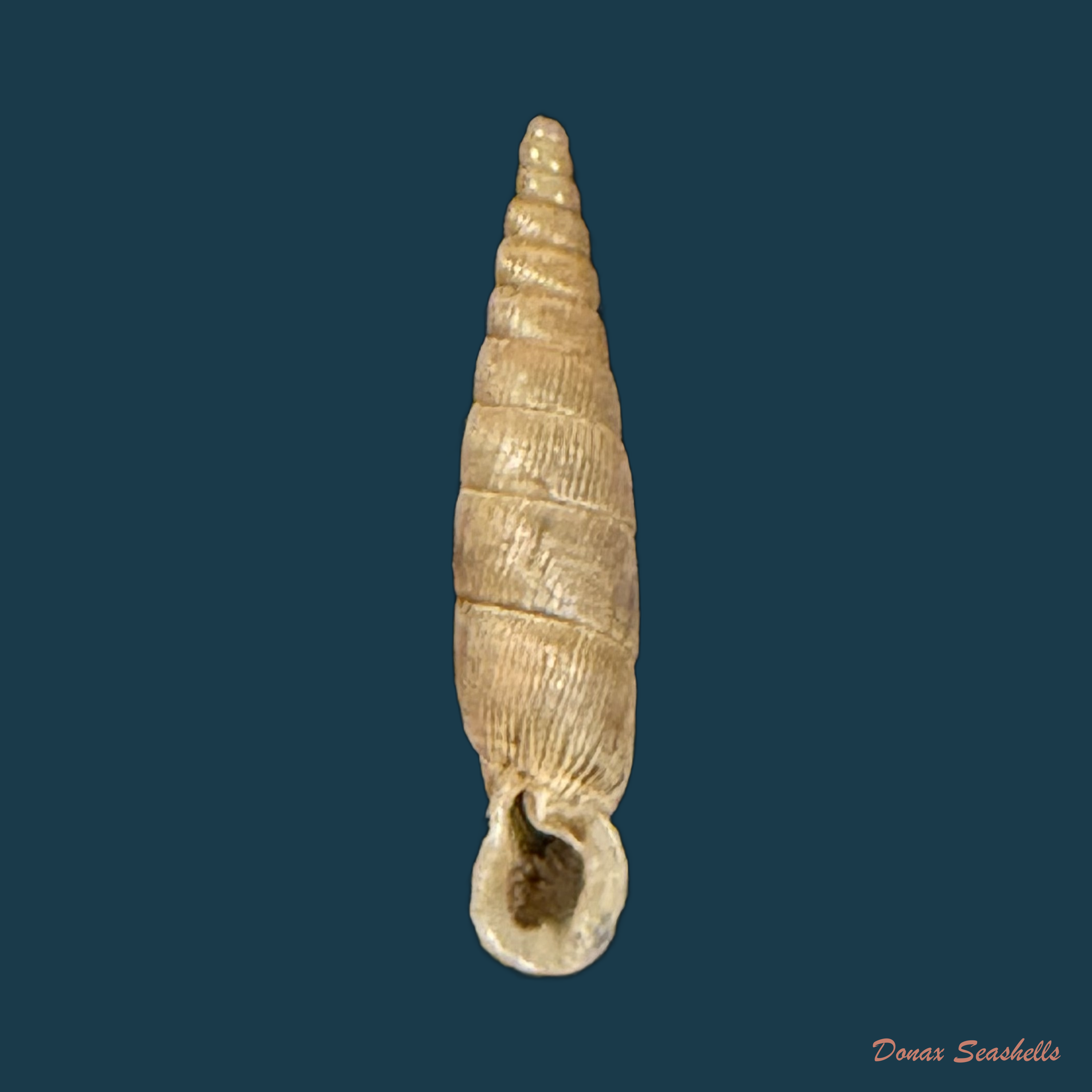 Idyla bicristata eustropha (Boettger, 1879) - 16mm