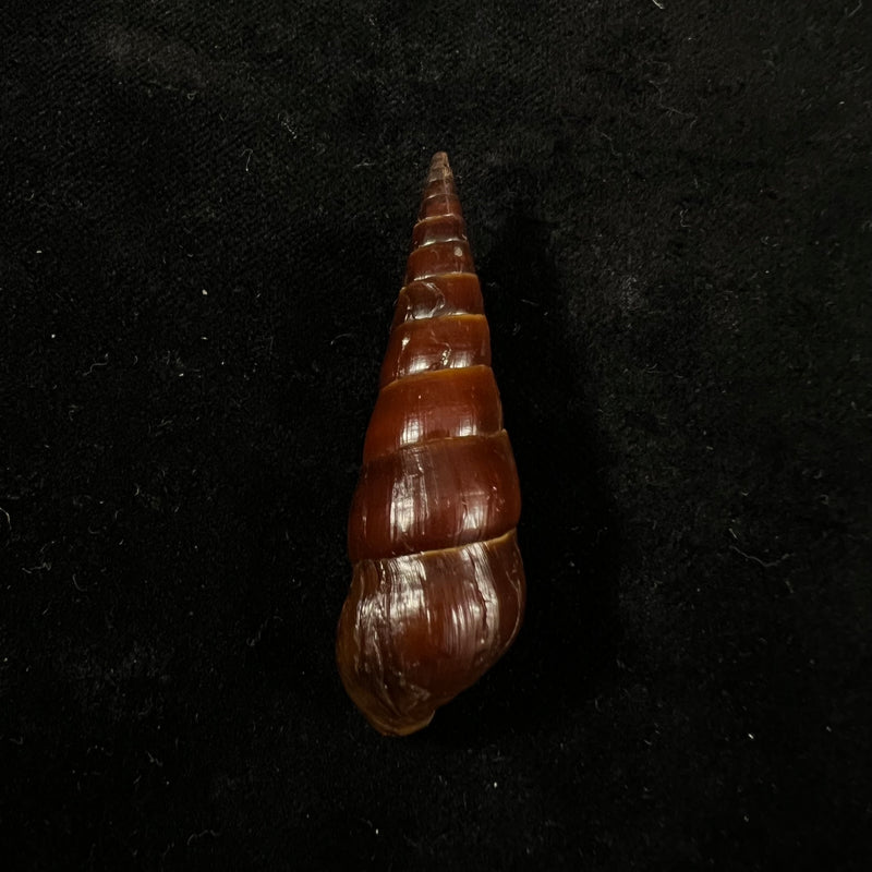 Pirena bicarinata (Grateloup, 1840) - 54,3mm