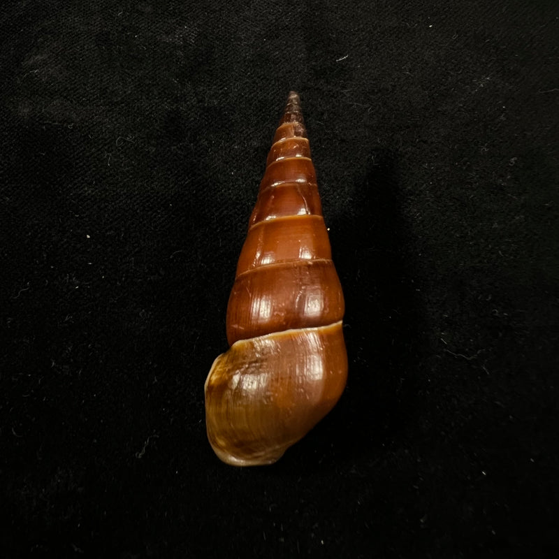 Pirena bicarinata (Grateloup, 1840) - 54,1mm