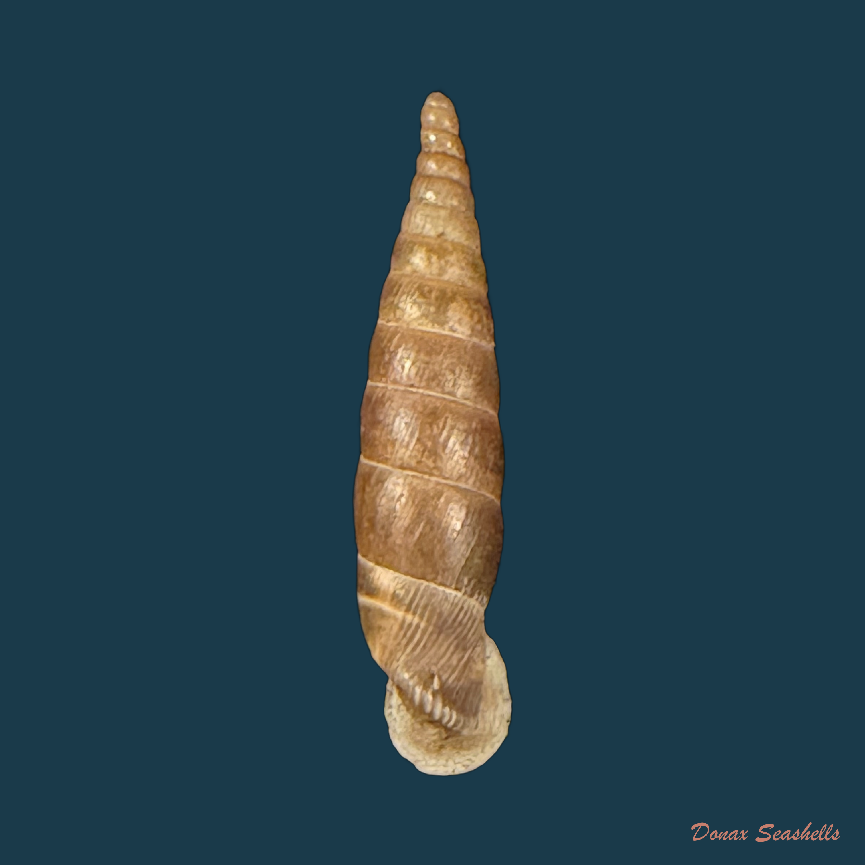 Idyla bicristata (Rossmässler, 1839) - 19,4mm