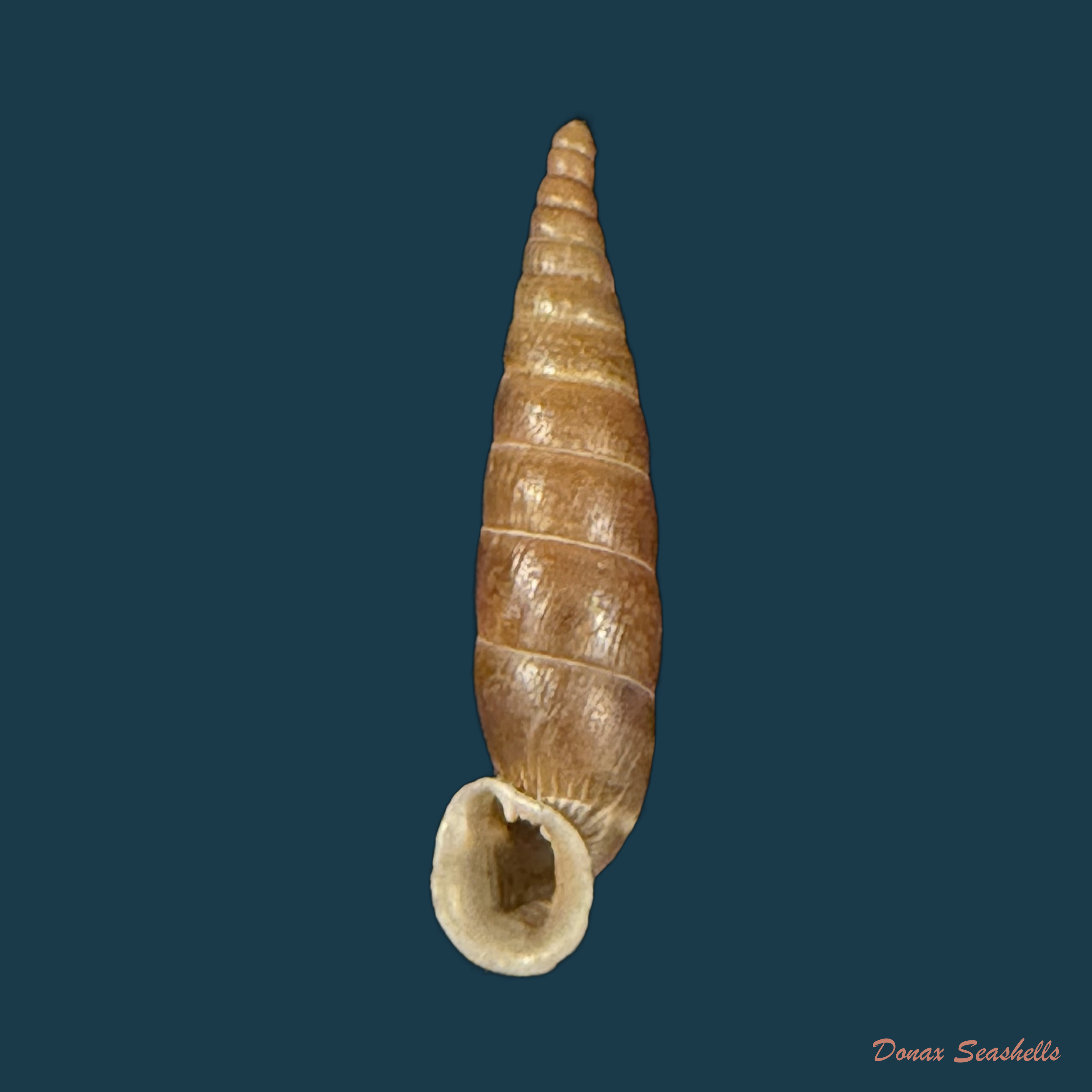 Idyla bicristata (Rossmässler, 1839) - 19,4mm