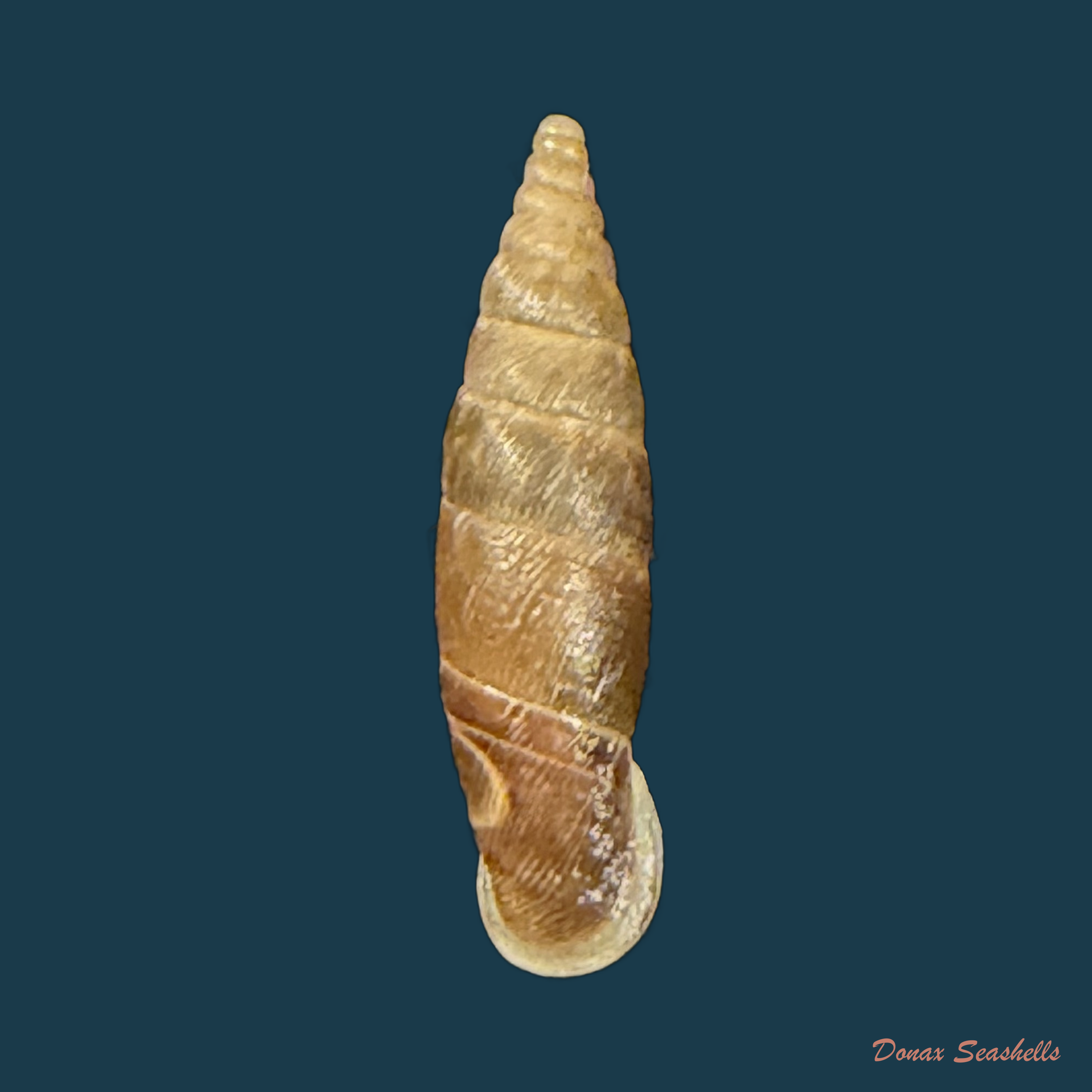 Strigilodelima conspersa (L. Pfeiffer, 1848) - 16,2mm