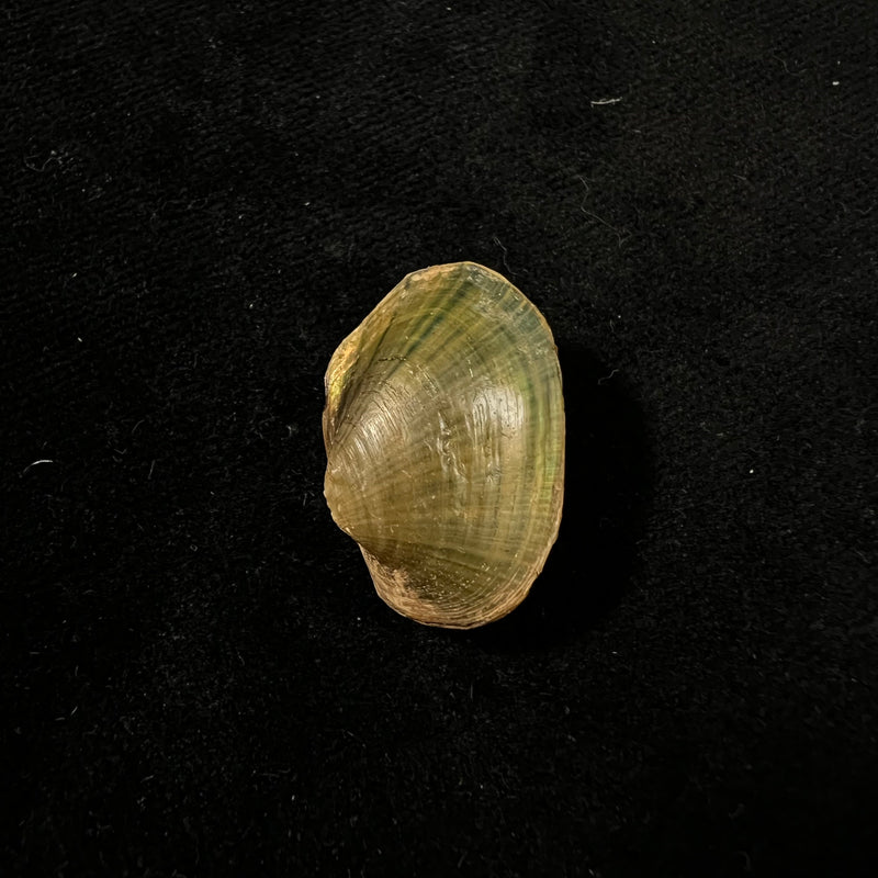 Coelatura aegyptiaca (Cailliaud, 1827) - 23,3mm
