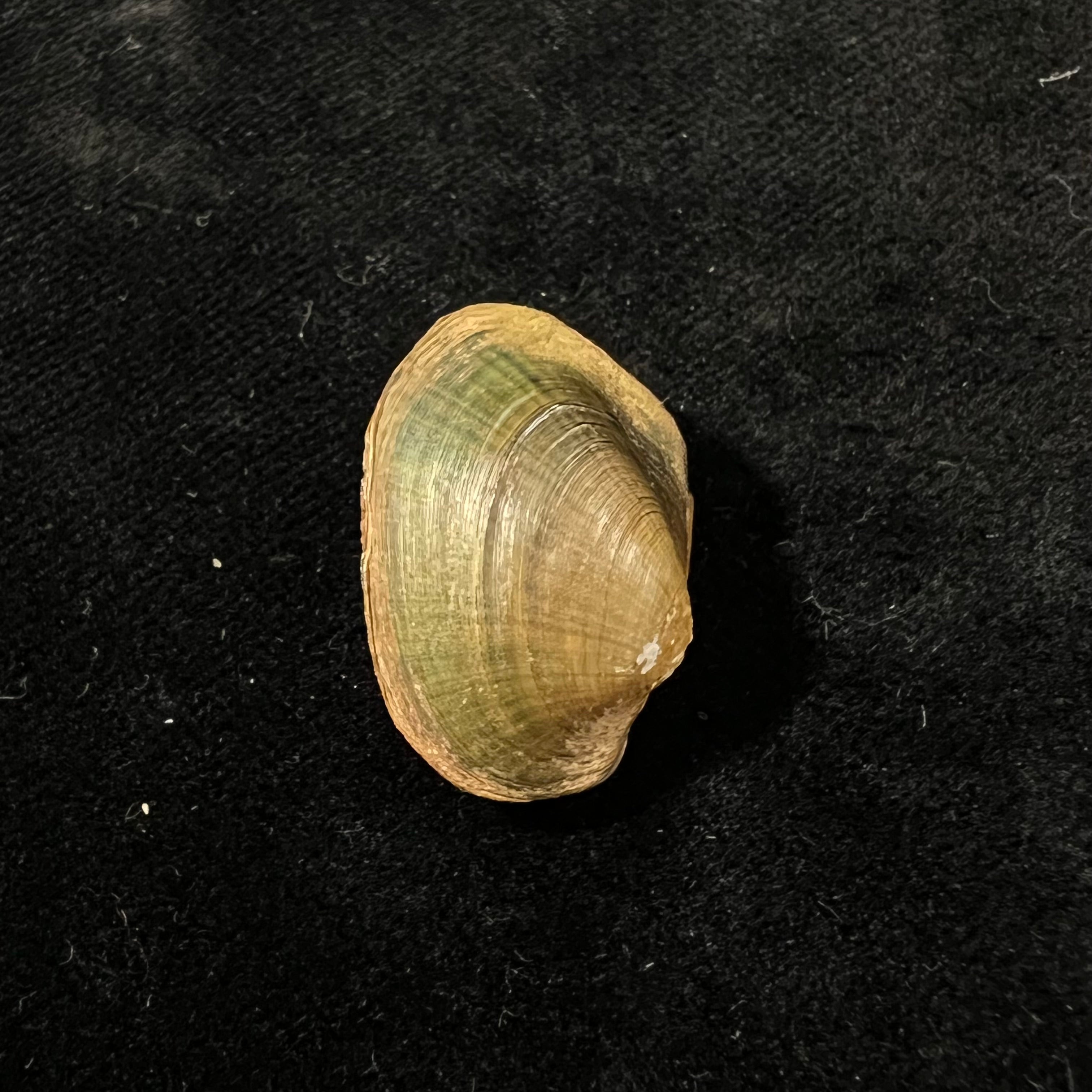 Coelatura aegyptiaca (Cailliaud, 1827) - 25,6mm