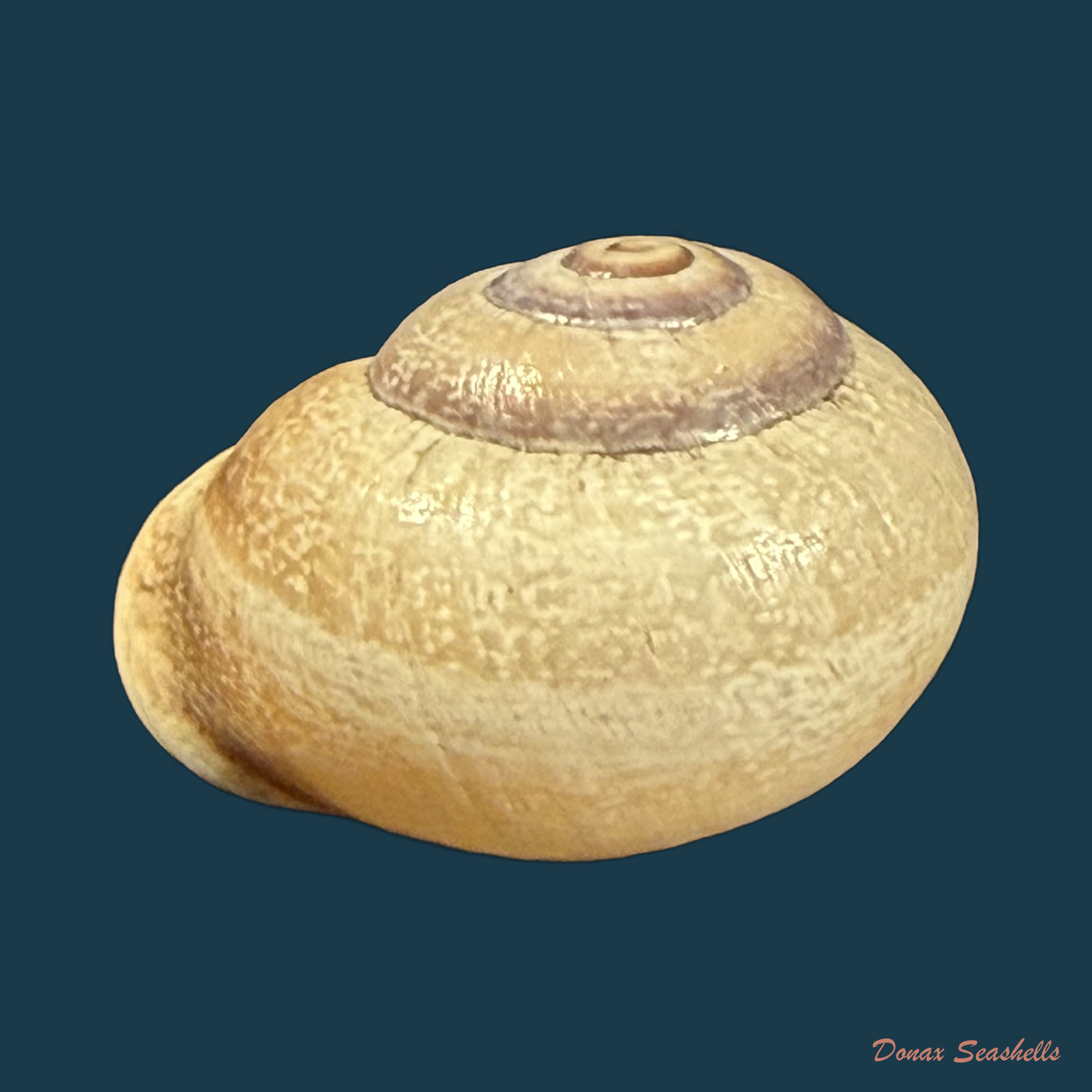 Otala punctata (O F Müller, 1774) - 25,3mm