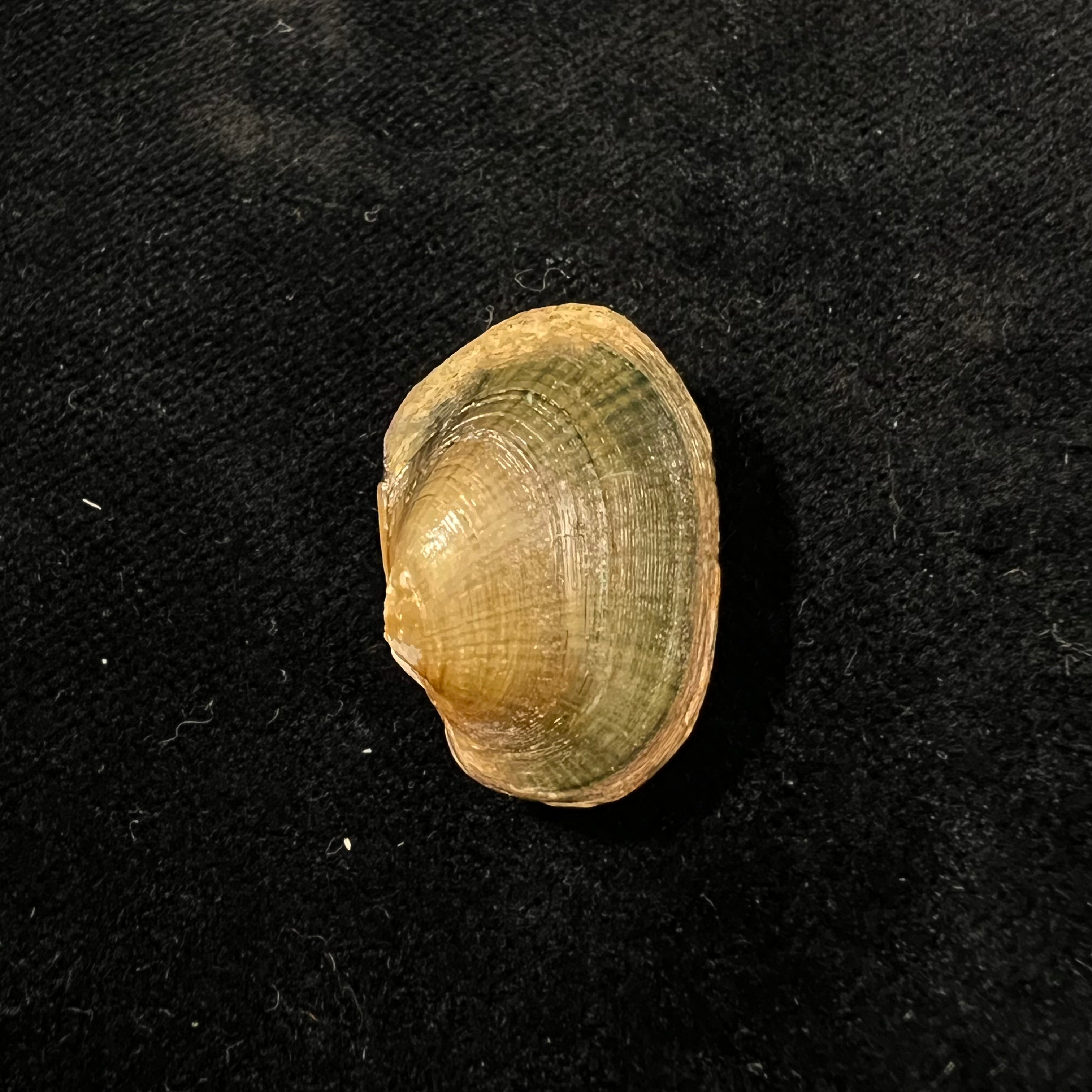 Coelatura aegyptiaca (Cailliaud, 1827) - 25,6mm