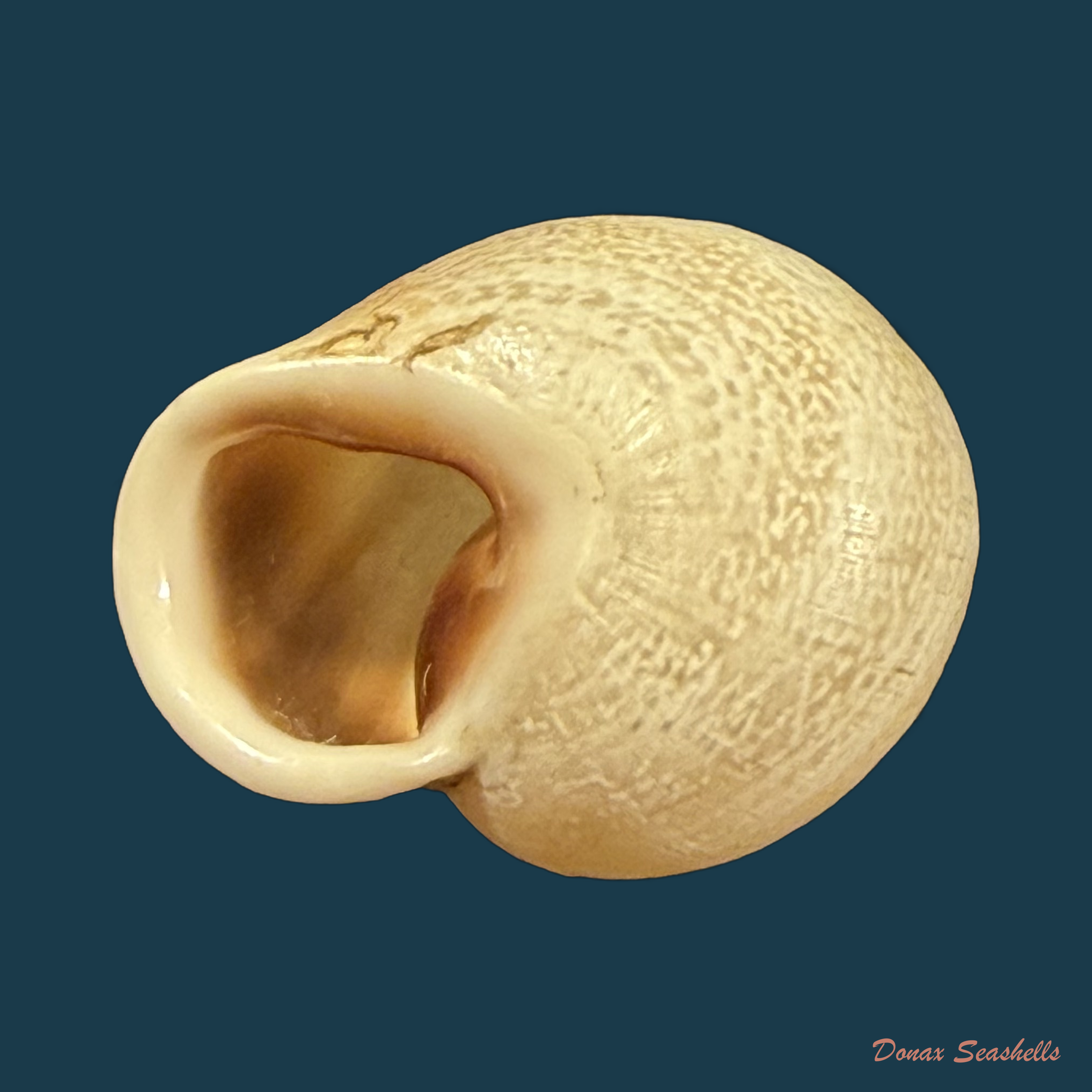 Otala punctata (O F Müller, 1774) - 25,3mm