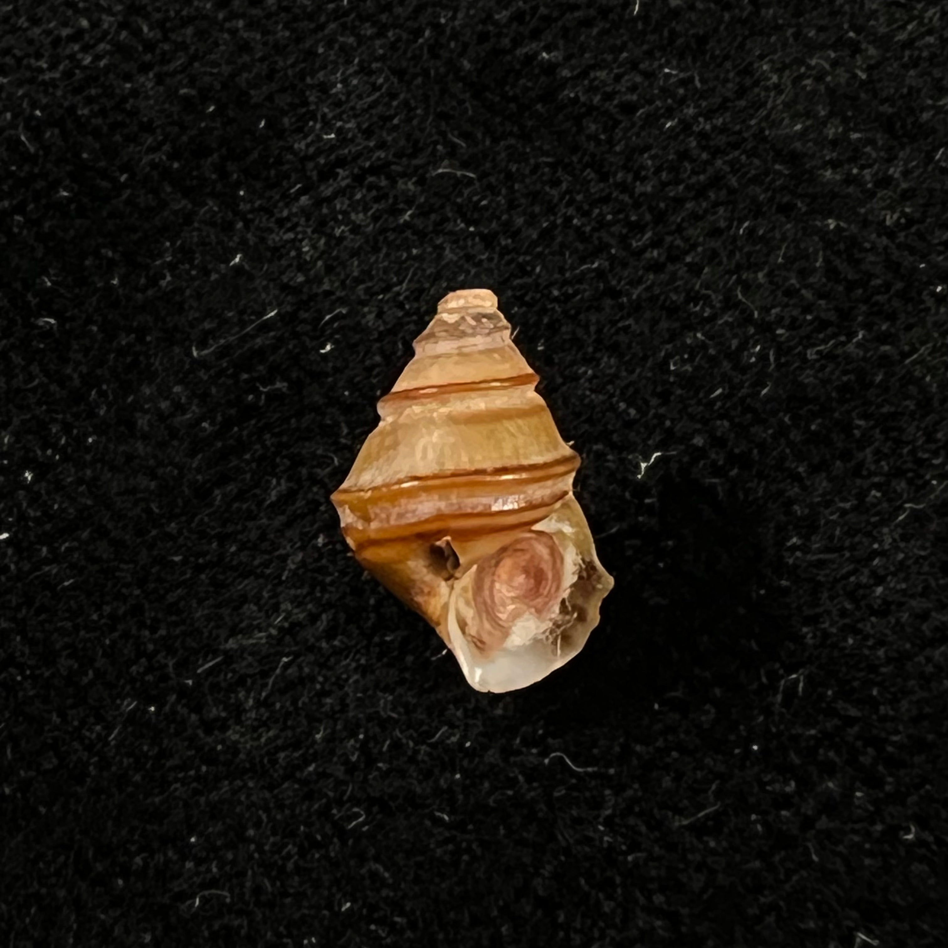 Cleopatra johnstoni (E. A. Smith 1893) - 12,1mm