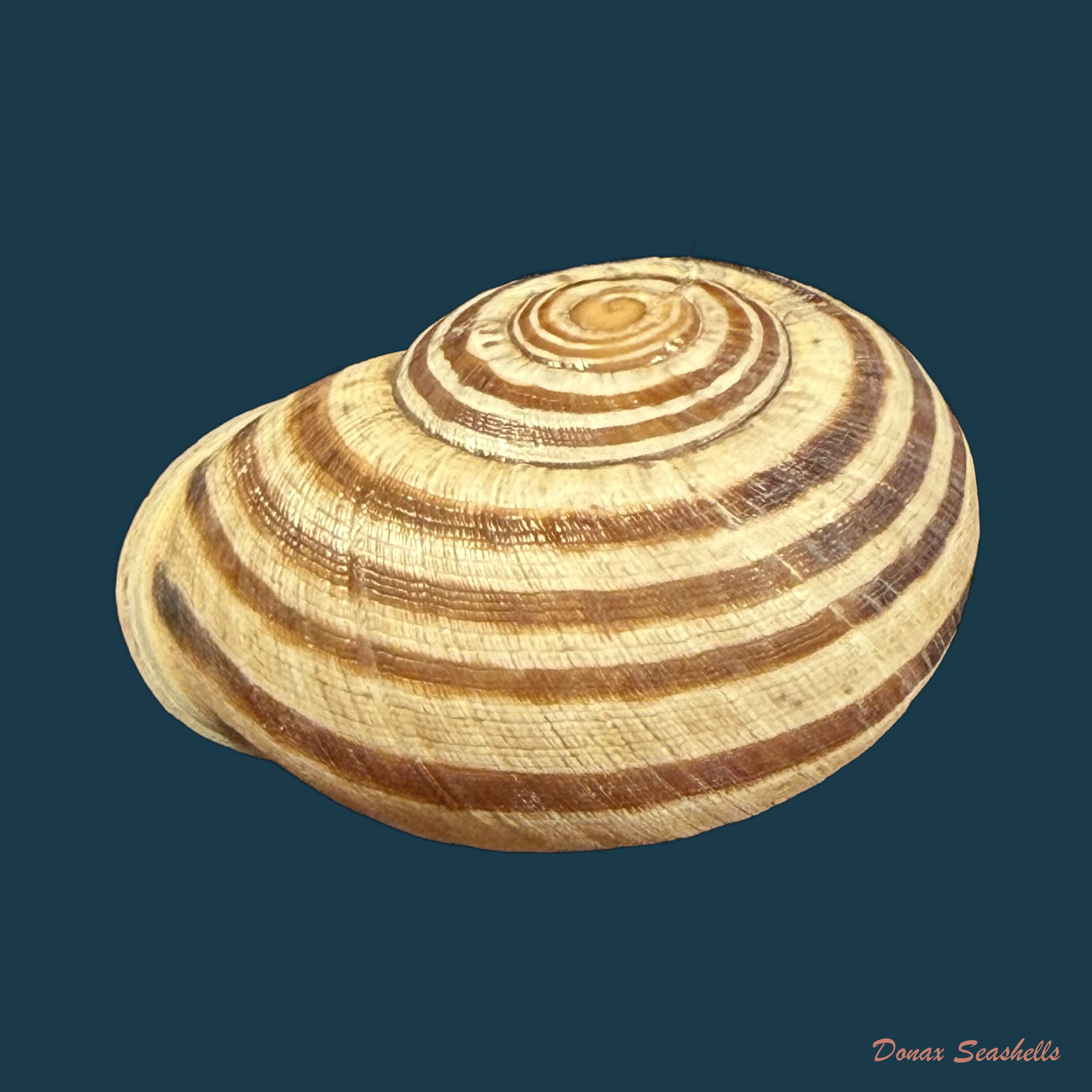 Iberus carthaginensis (Rossmässler, 1854) - 27,1mm