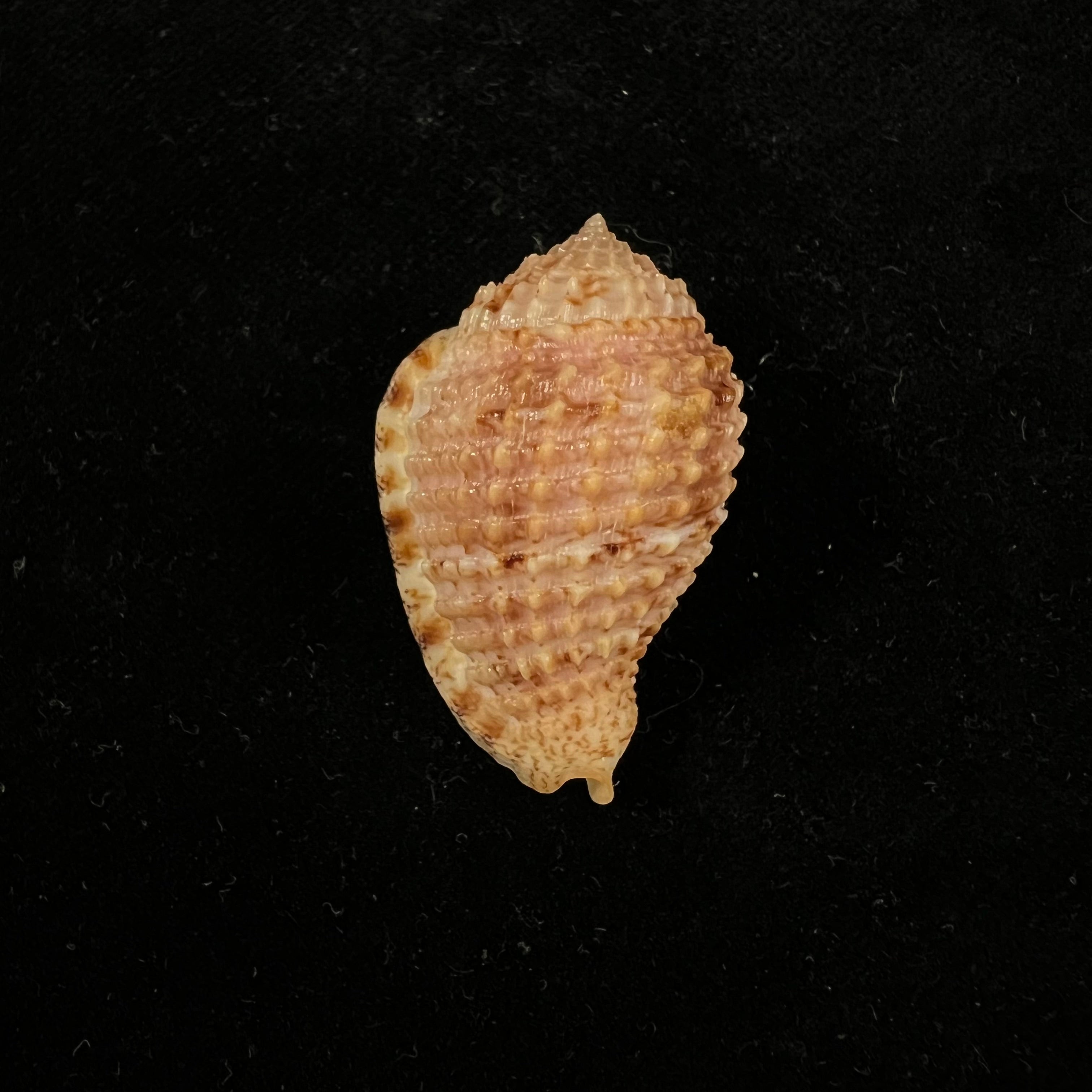 Morum amabile Shikama, 1973 - 35,2mm