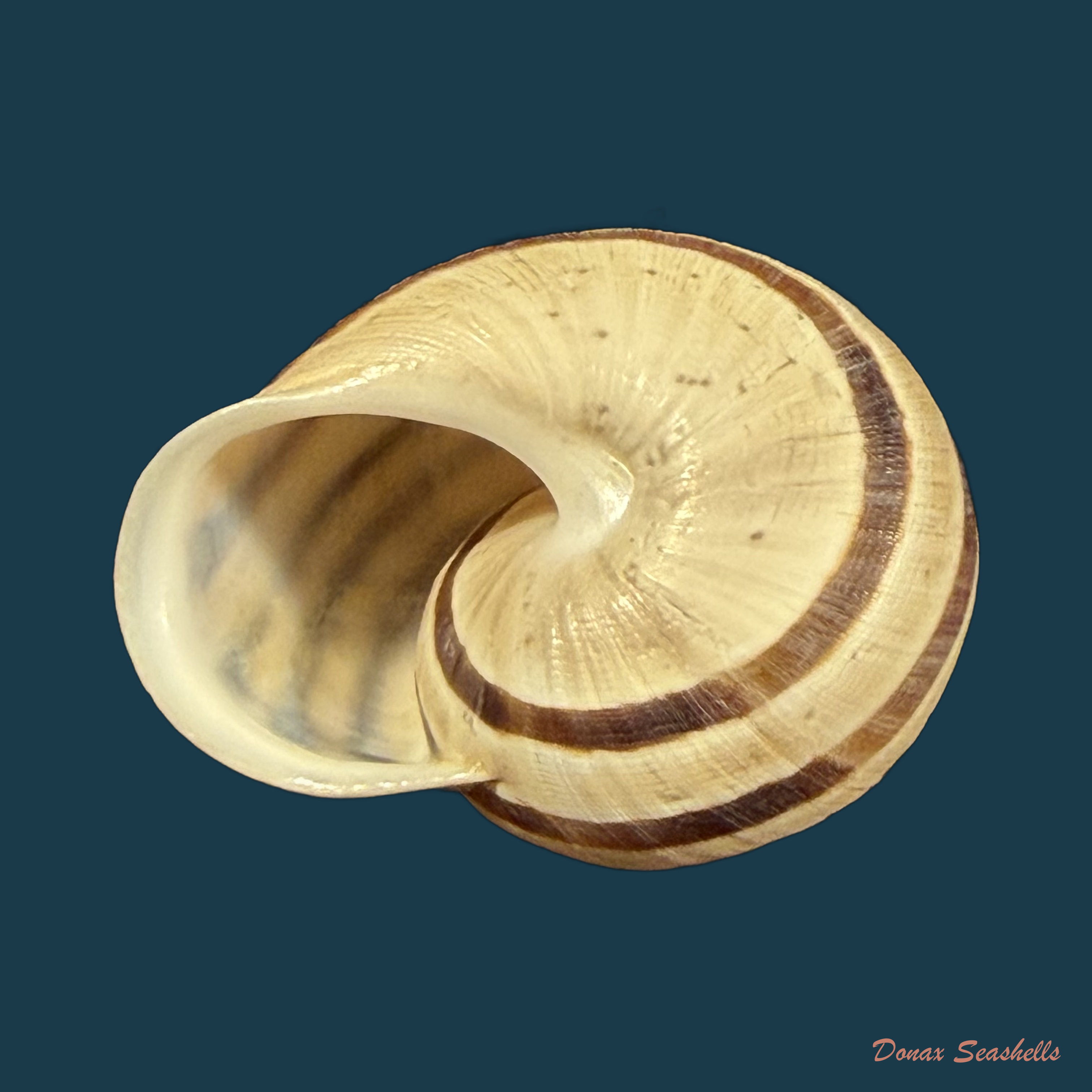 Iberus carthaginensis (Rossmässler, 1854) - 27,1mm