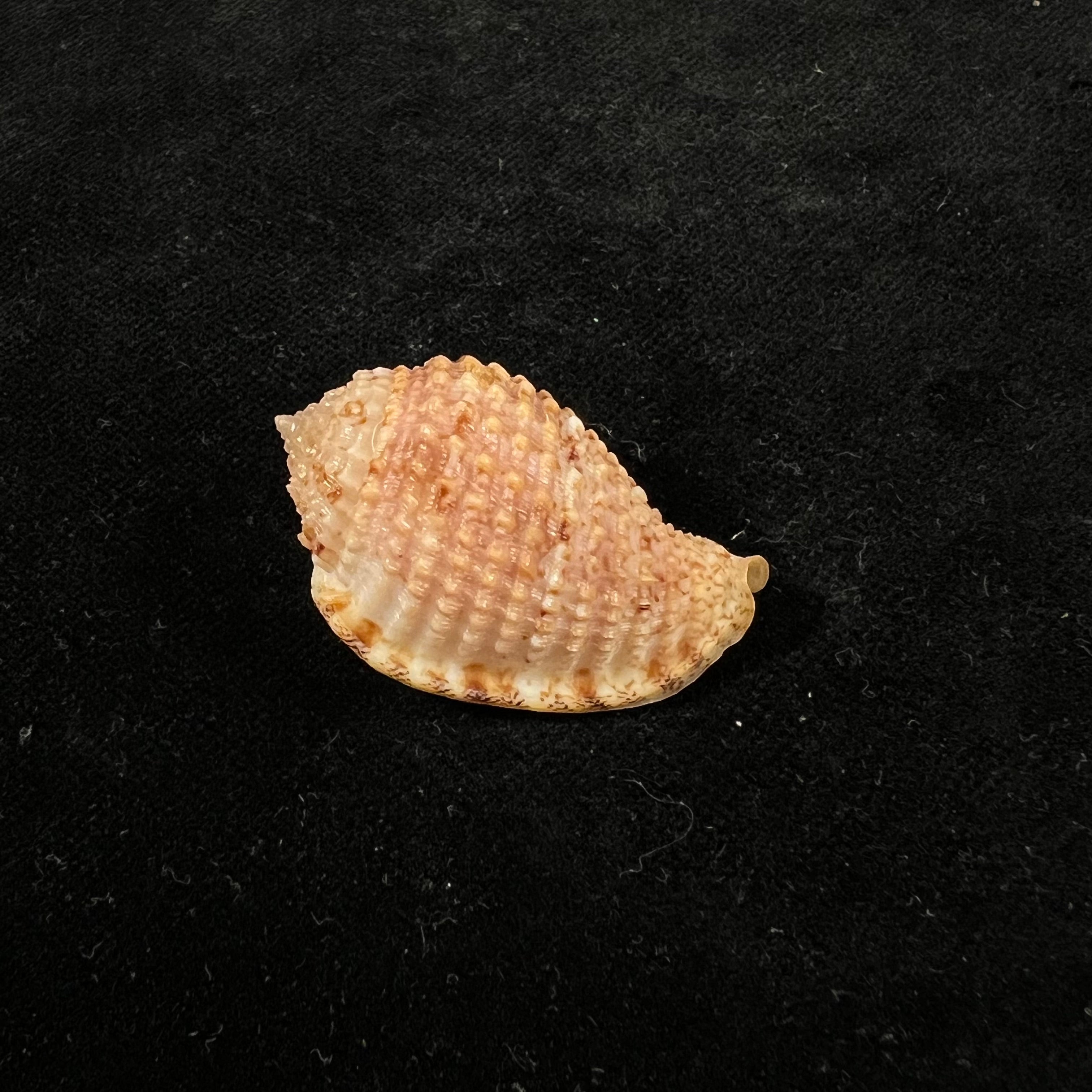 Morum amabile Shikama, 1973 - 35,2mm