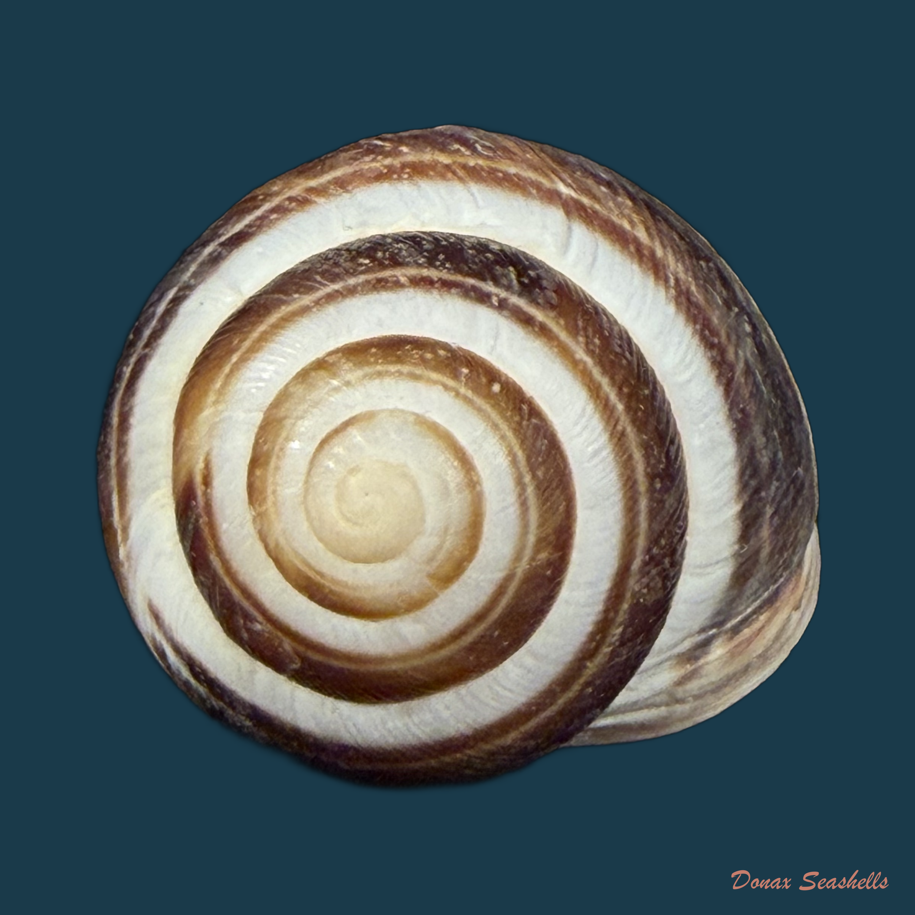 Caucasotachea vindobonensis (C. Pfeiffer, 1828) - 23,3mm