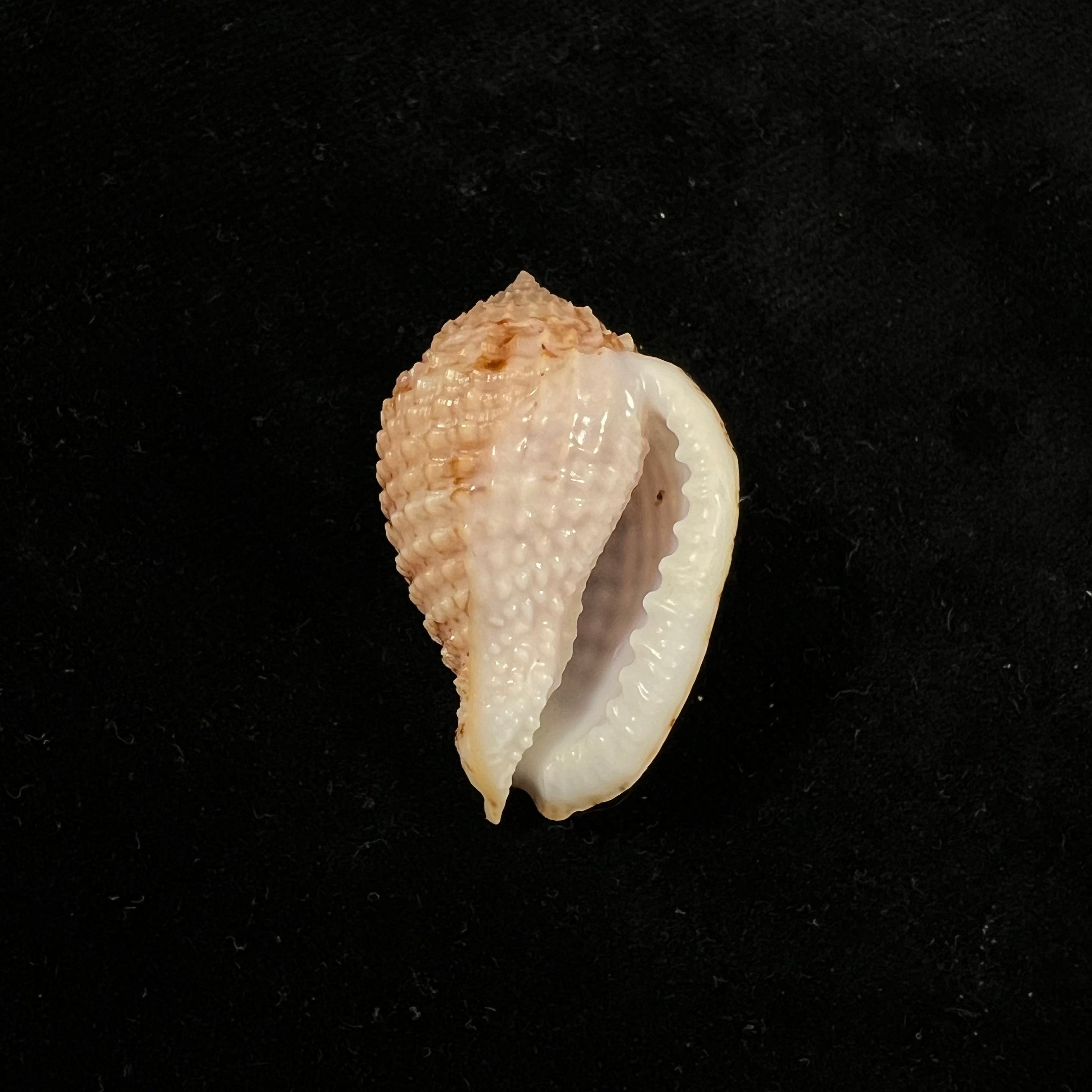 Morum amabile Shikama, 1973 - 35,2mm