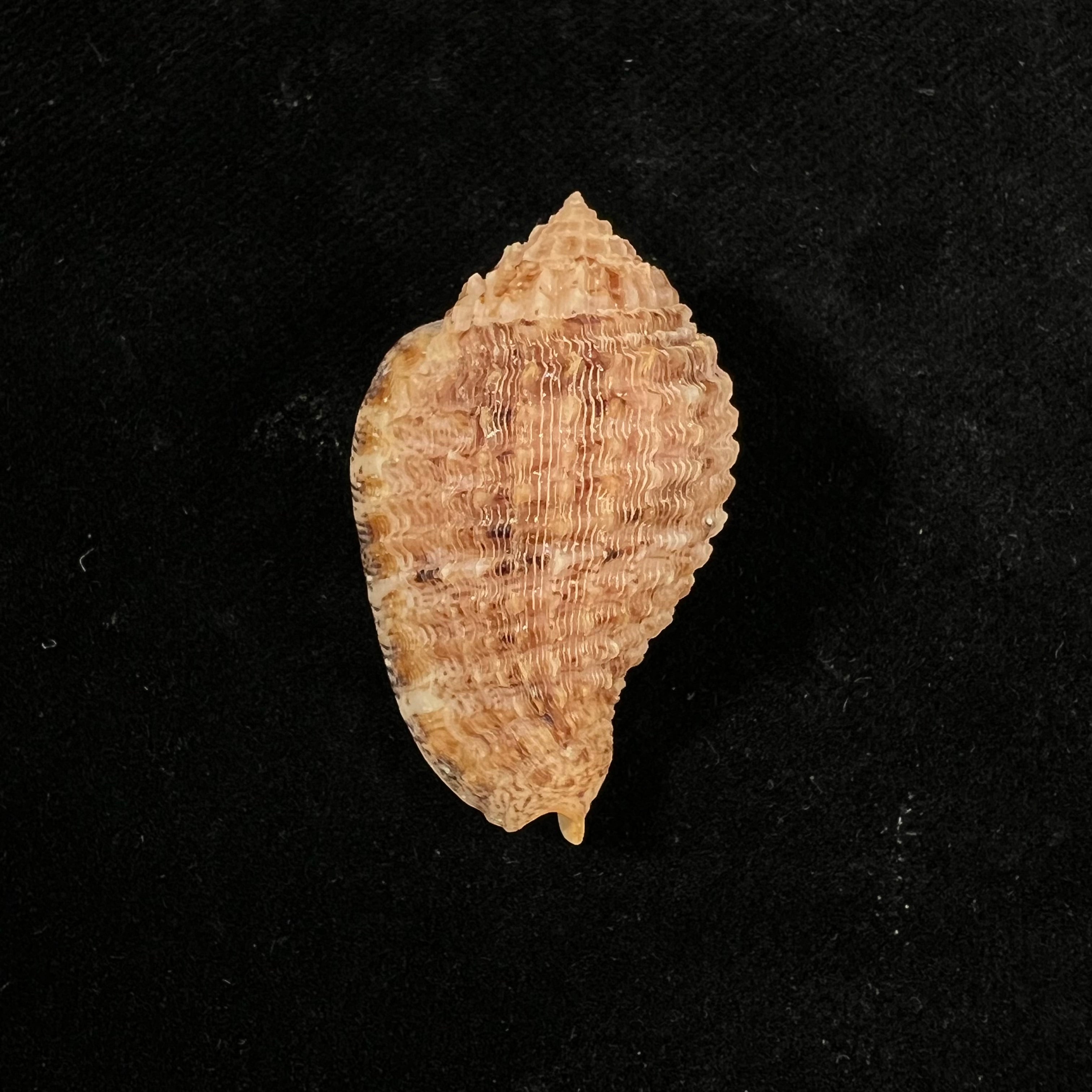 Morum amabile Shikama, 1973 - 37,6mm