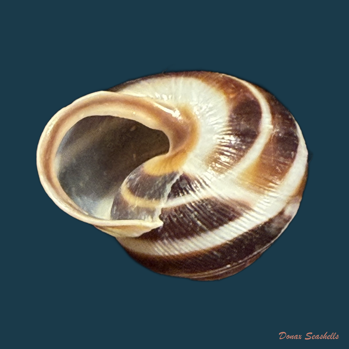 Caucasotachea vindobonensis (C. Pfeiffer, 1828) - 23,3mm