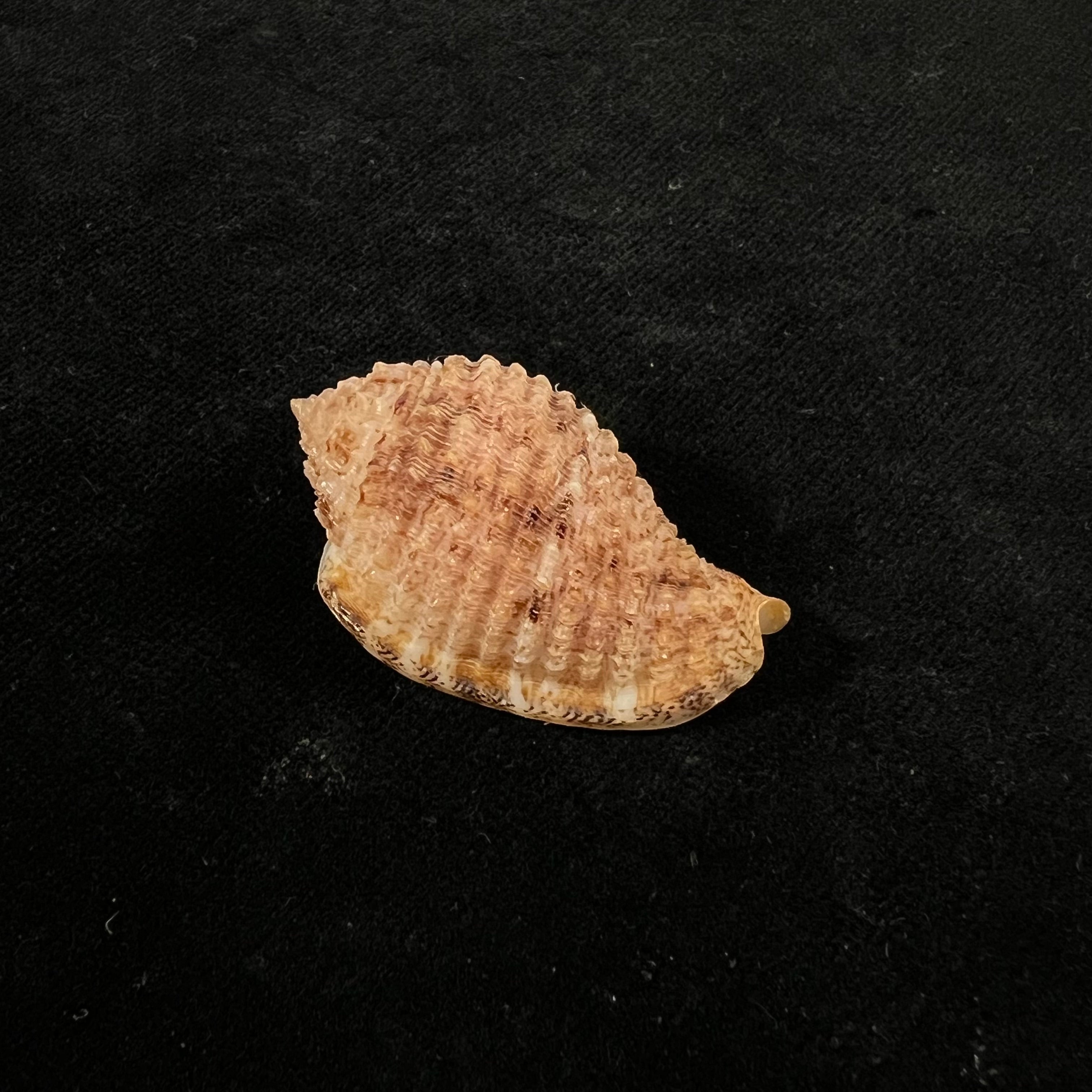 Morum amabile Shikama, 1973 - 37,6mm
