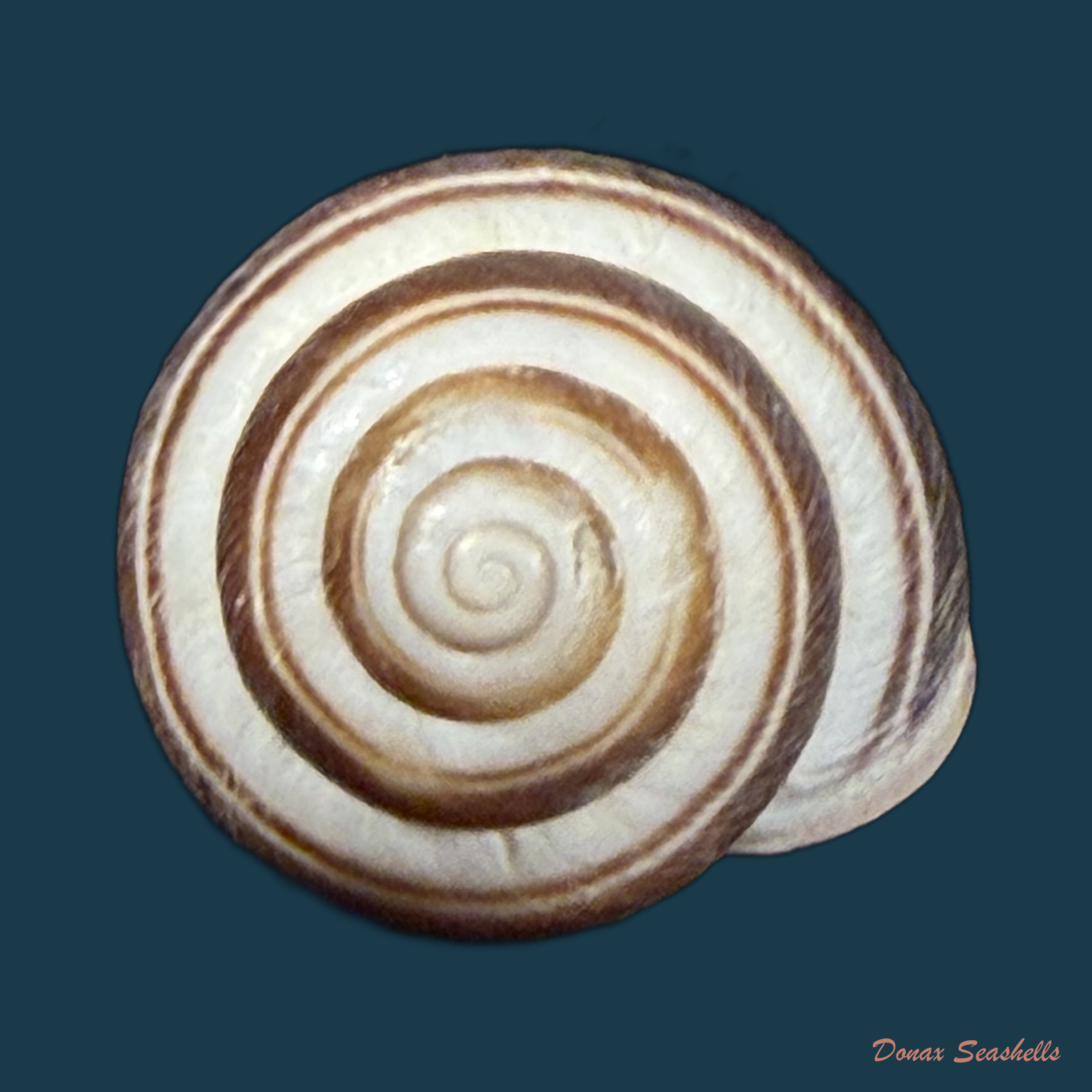 Caucasotachea vindobonensis (C. Pfeiffer, 1828) - 23,1mm