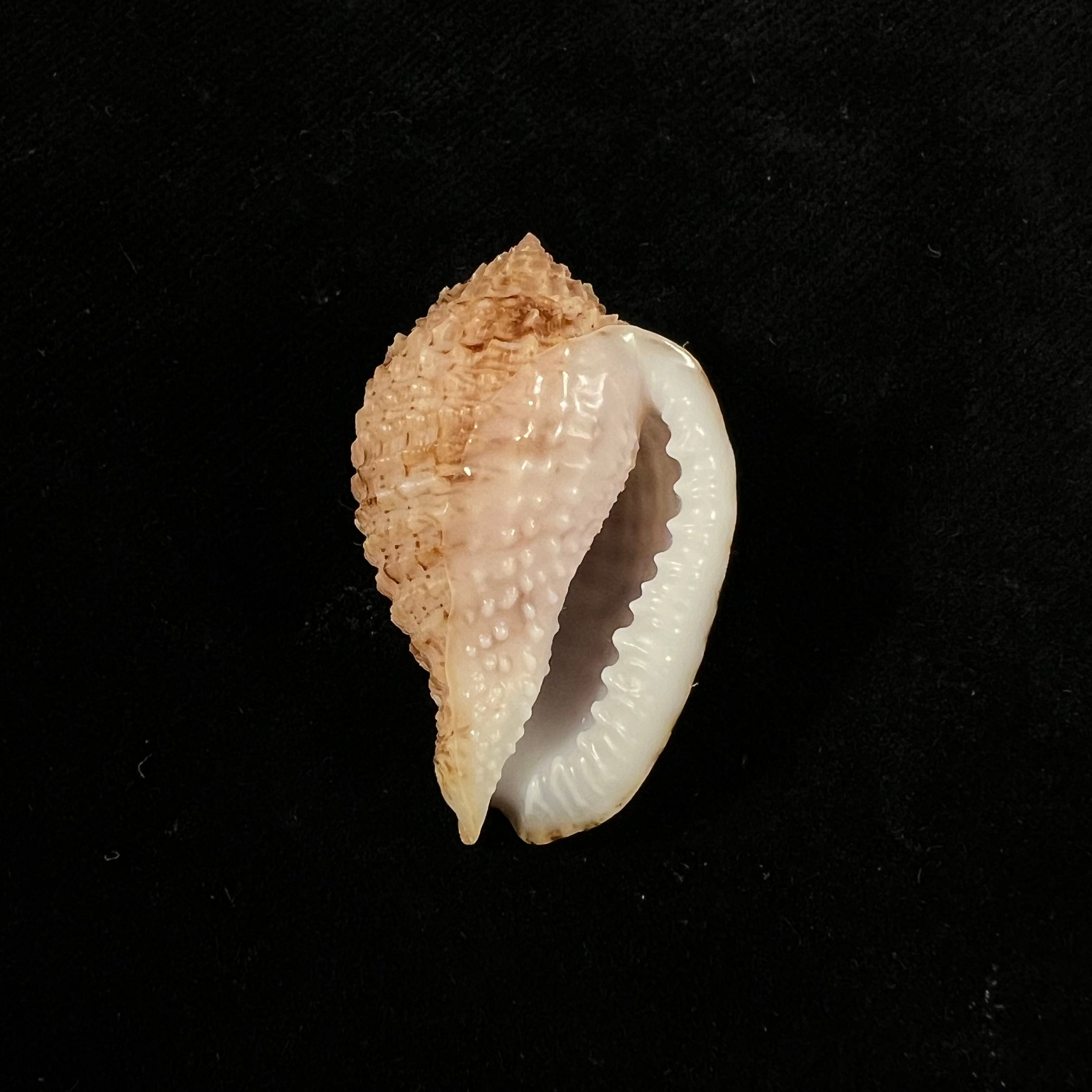 Morum amabile Shikama, 1973 - 37,6mm