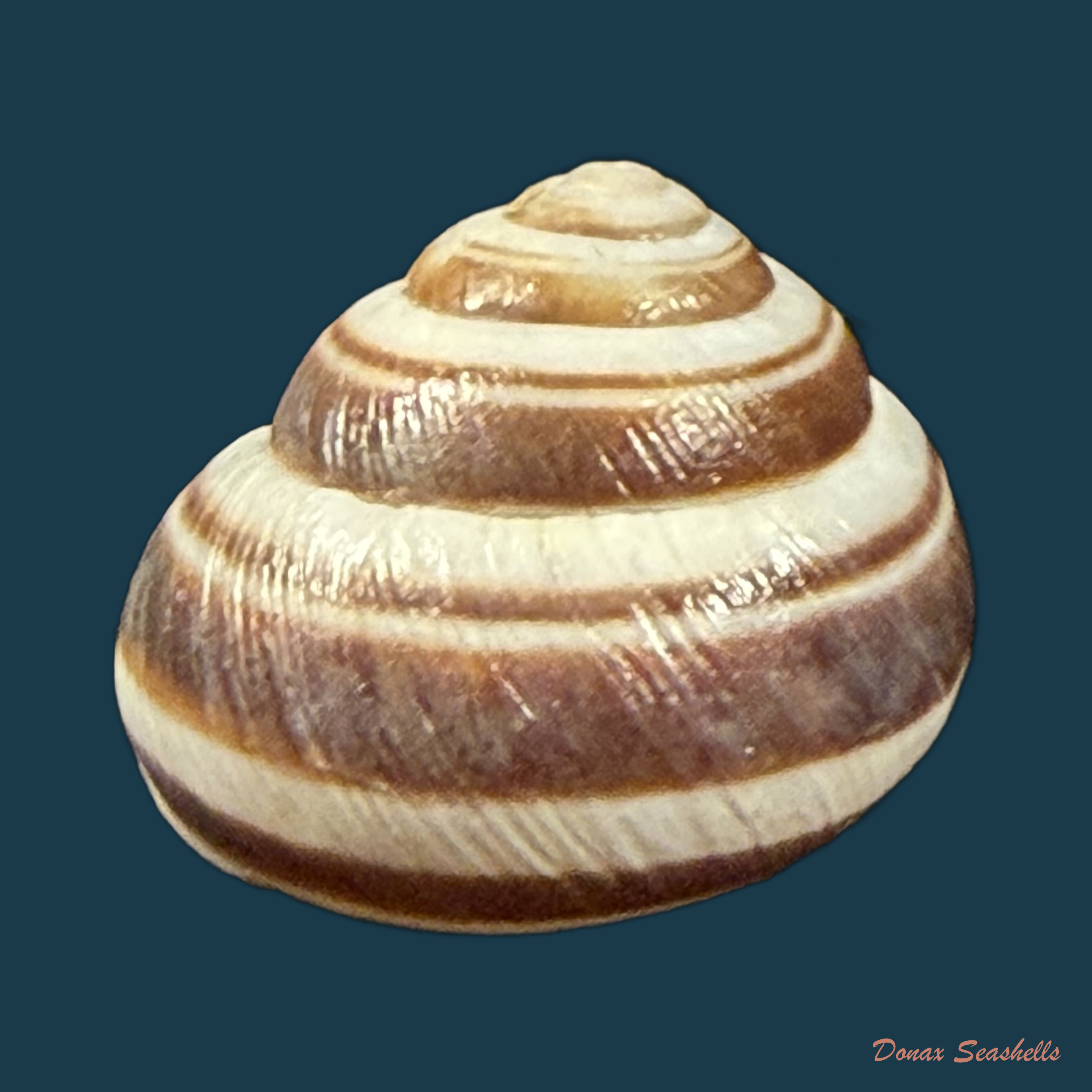 Caucasotachea vindobonensis (C. Pfeiffer, 1828) - 23,1mm